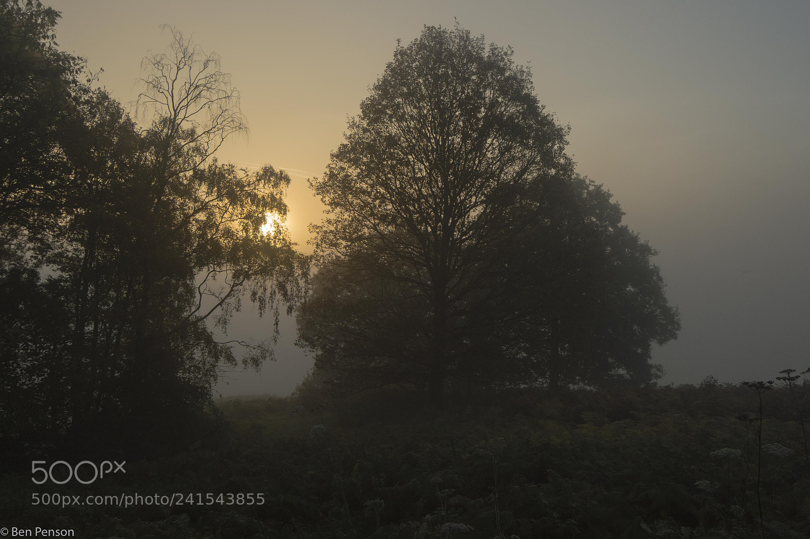 Nikon D4 sample photo. Foggy morning photography