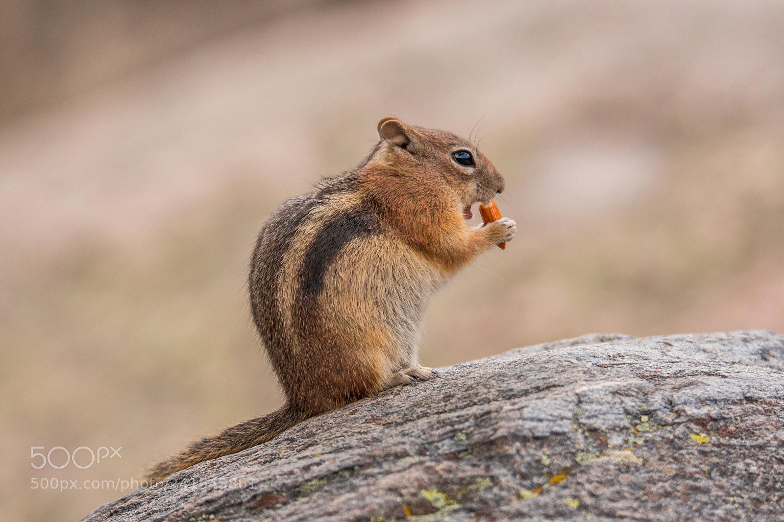 Sony SLT-A77 sample photo. Golden-mantled ground squirrel photography
