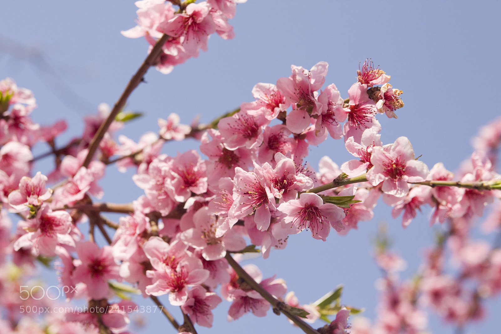 Canon EOS 450D (EOS Rebel XSi / EOS Kiss X2) sample photo. Peach flowers on sky photography