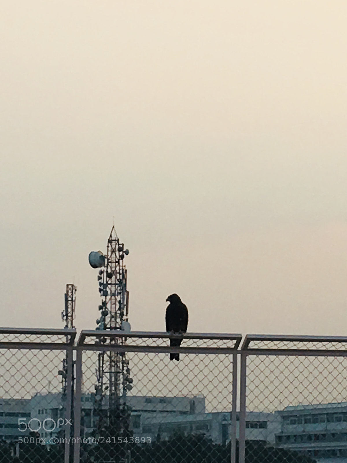 Apple iPhone 6s sample photo. Eagle photography