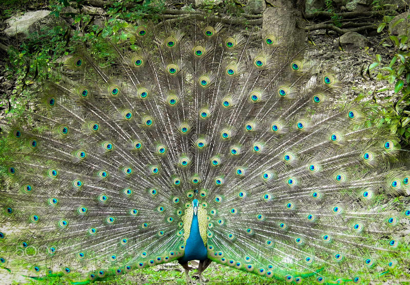 Ricoh PENTAX XG-1 sample photo. Peafowl photography