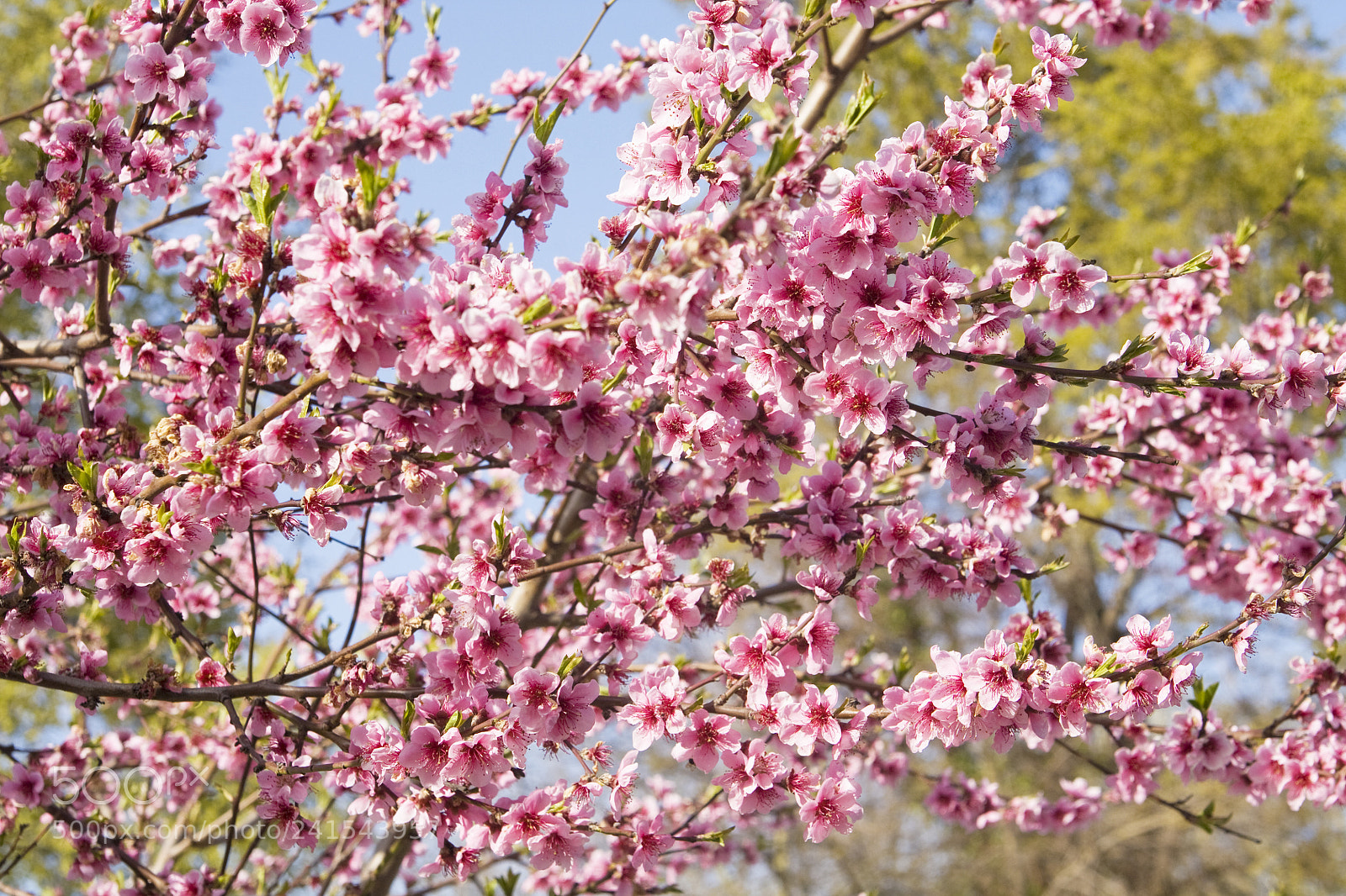 Canon EOS 450D (EOS Rebel XSi / EOS Kiss X2) sample photo. Peach flowers on branches photography