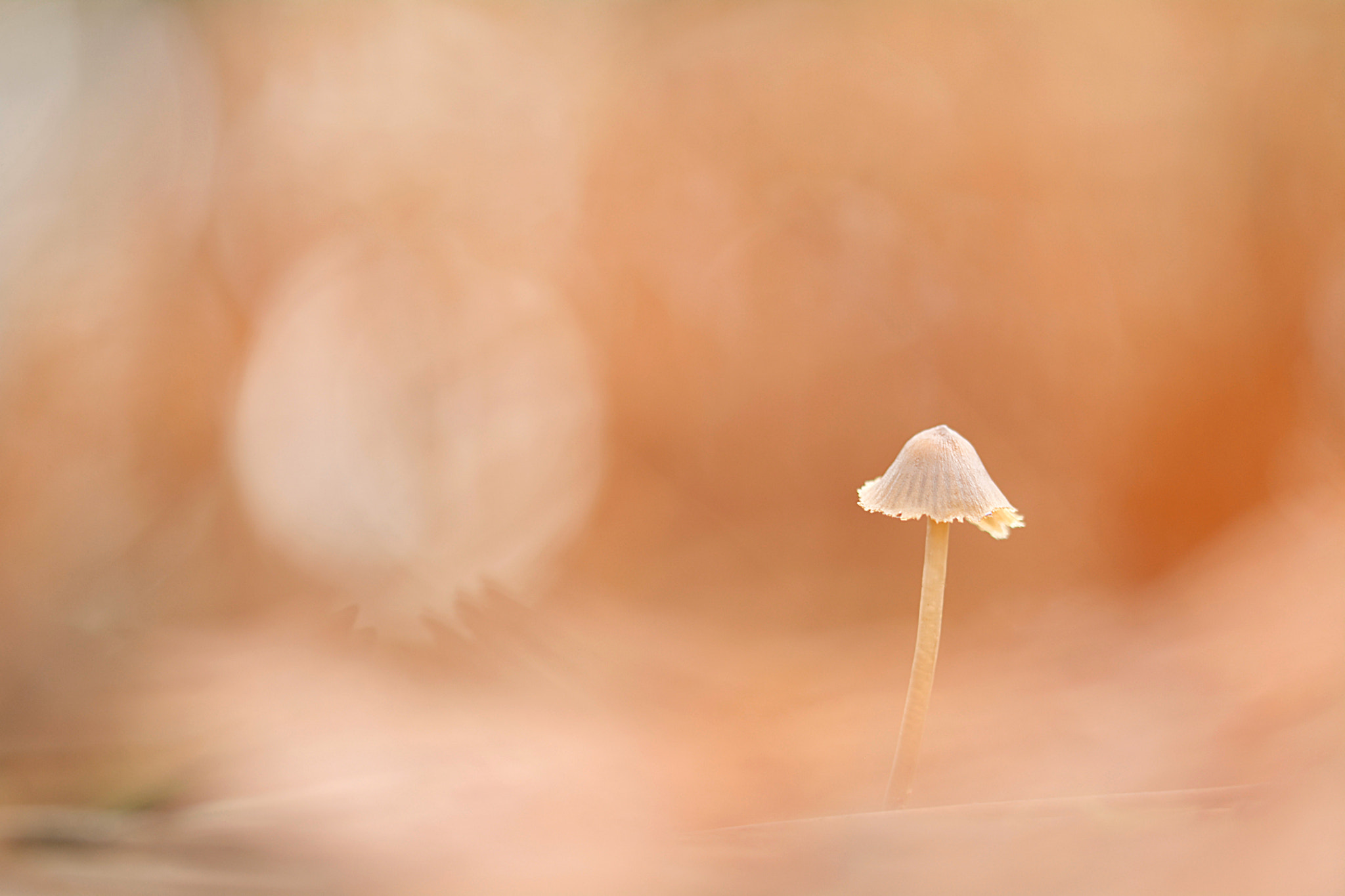 Sigma 105mm F2.8 EX DG OS HSM sample photo. The fields of joy photography