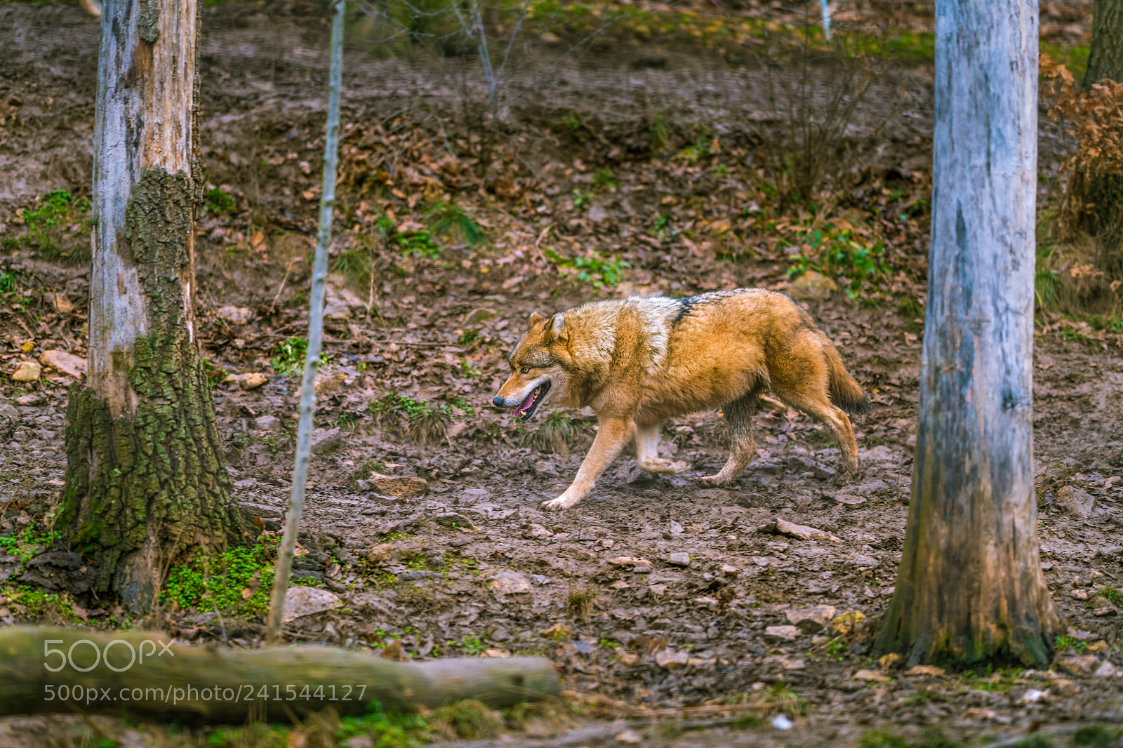 Nikon D850 sample photo. Patrol photography