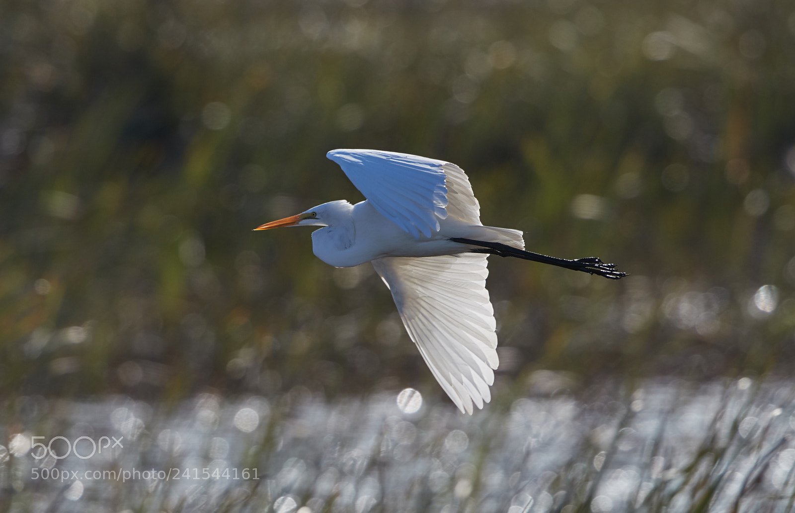 Canon EOS-1D X Mark II sample photo. 01-06-18-8064 1.jpg photography