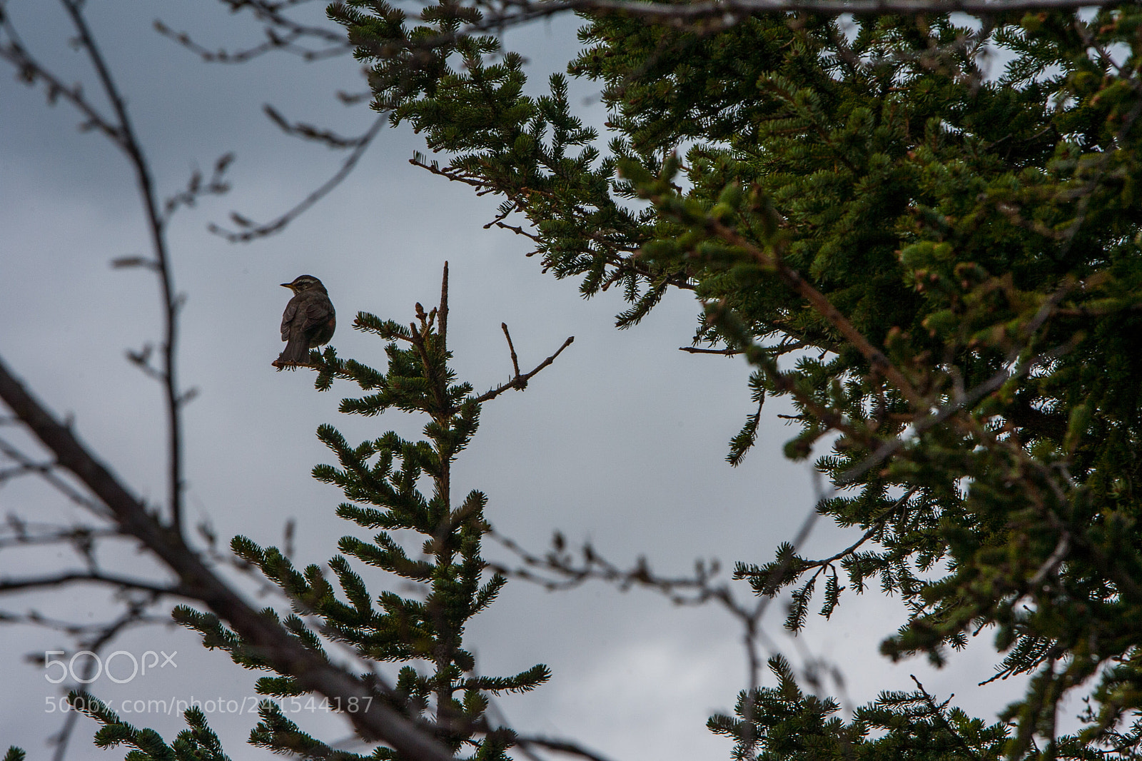 Canon EOS-1D Mark II N sample photo. Bird by mývatn photography