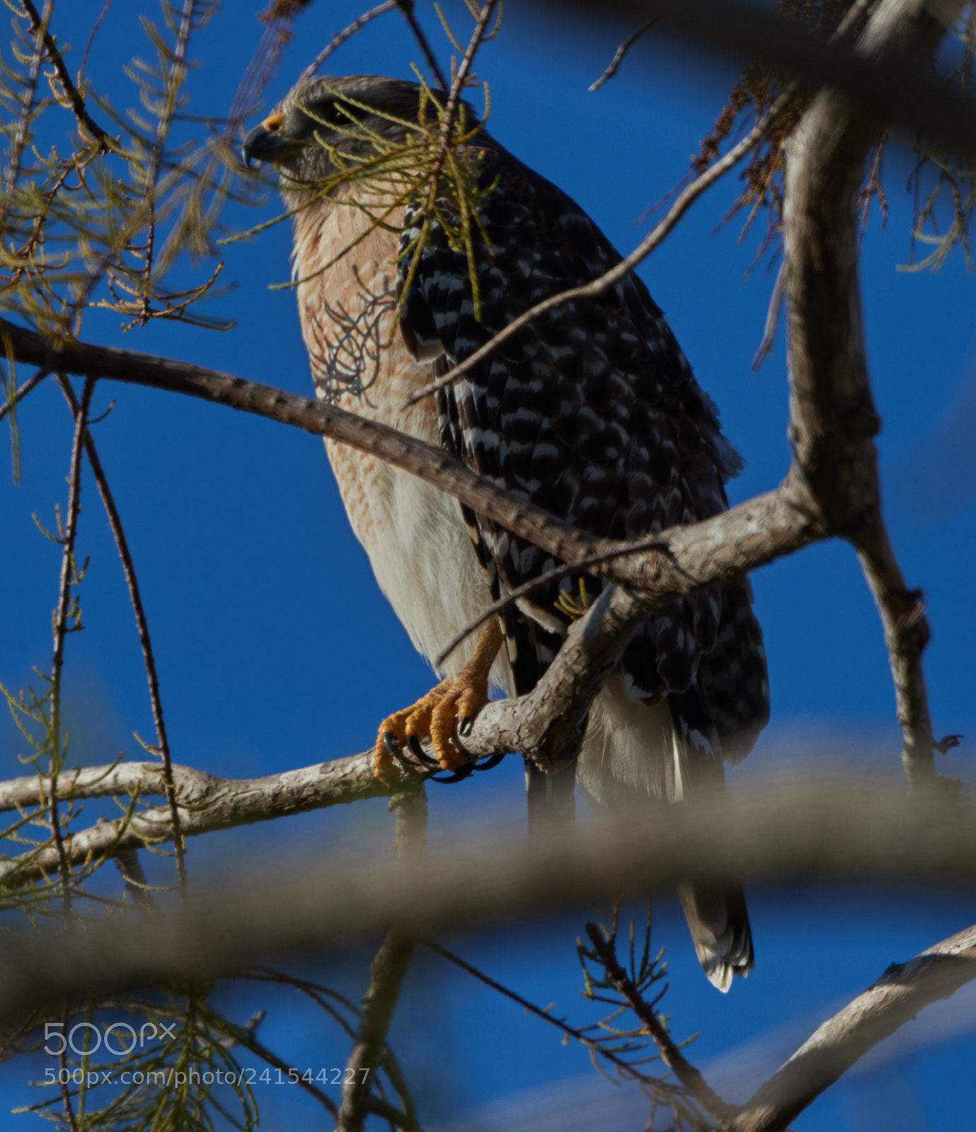 Canon EOS-1D X Mark II sample photo. 01-06-18-8268.jpg photography