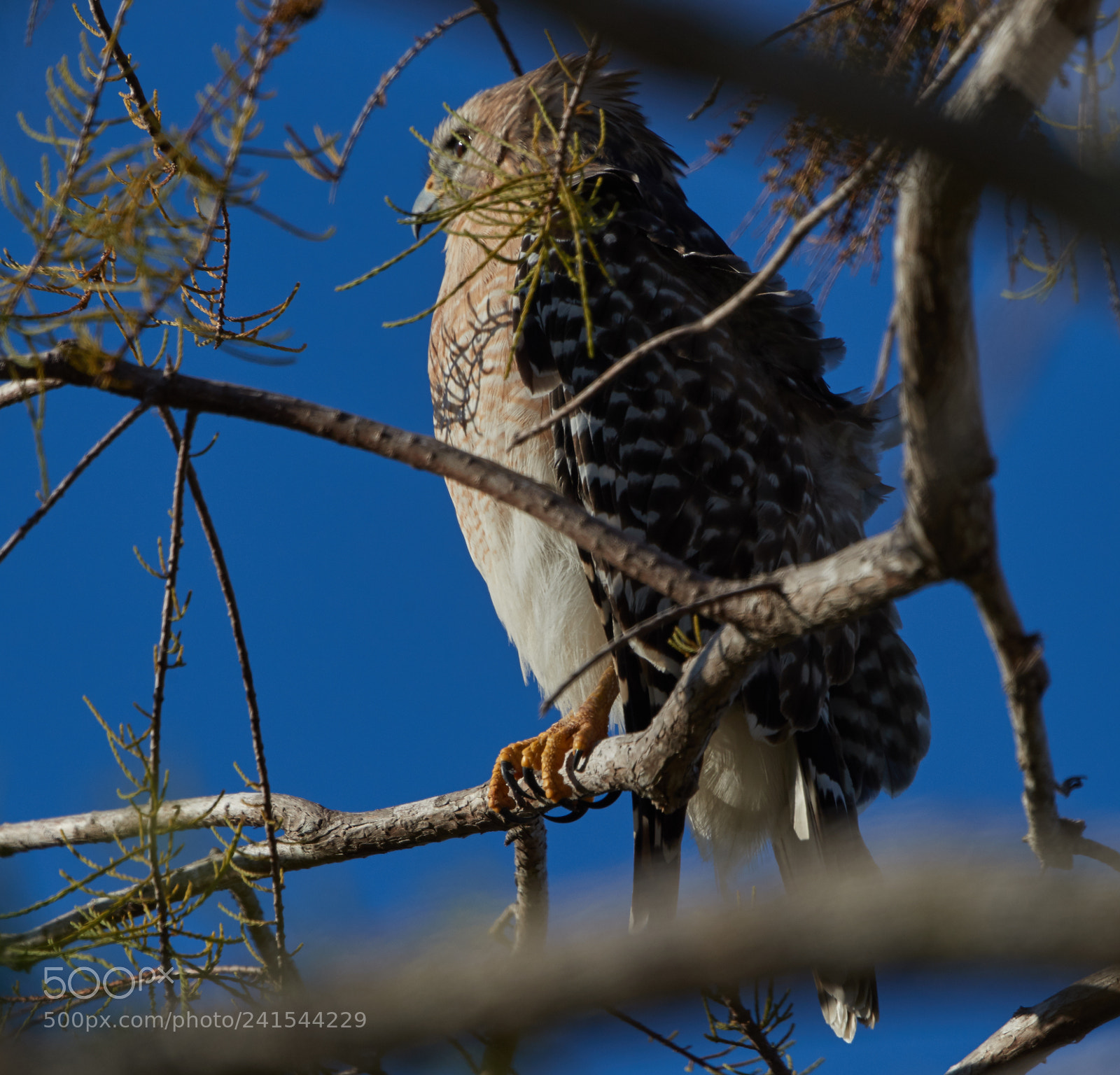 Canon EOS-1D X Mark II sample photo. 01-06-18-8274.jpg photography