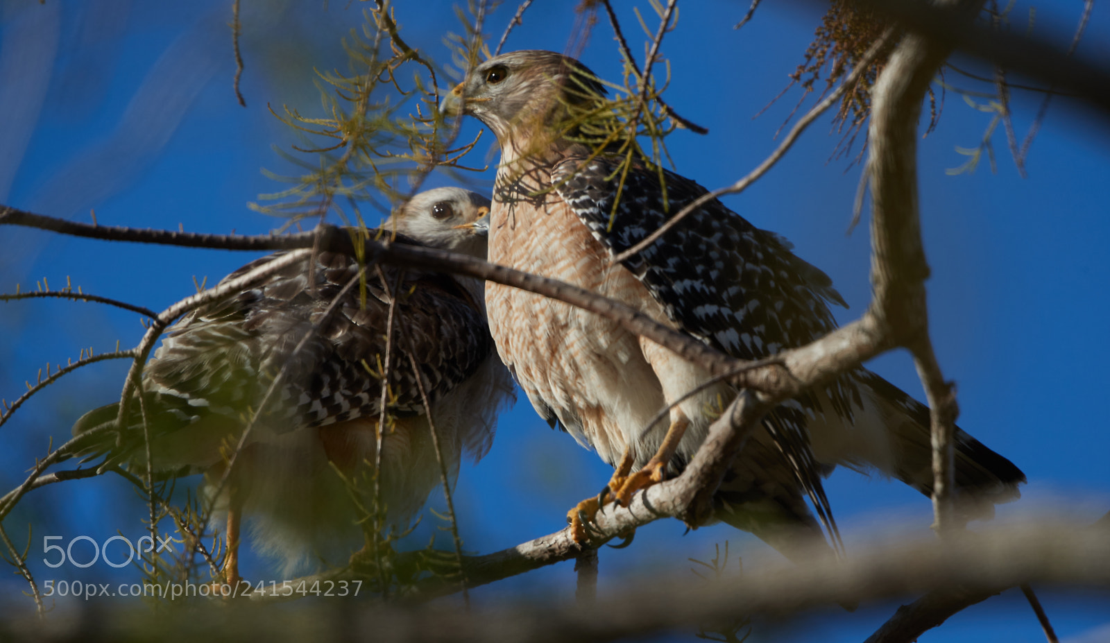 Canon EOS-1D X Mark II sample photo. 01-06-18-8275.jpg photography