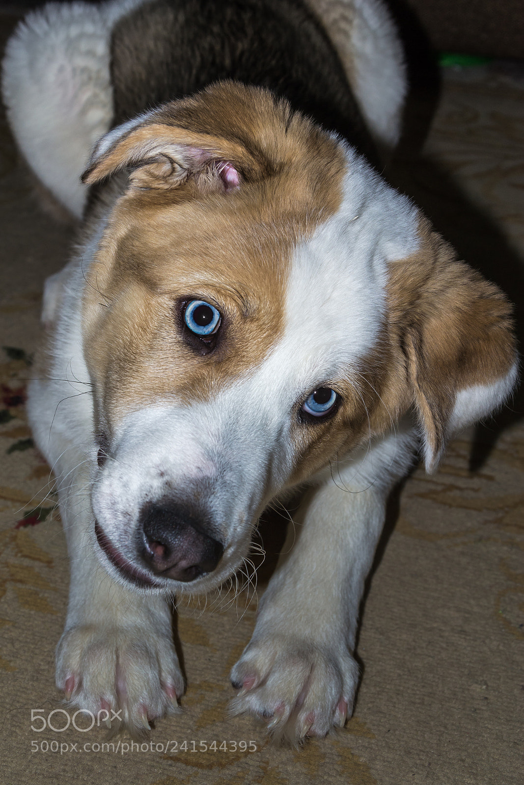 Nikon D3100 sample photo. Пёс Верный photography