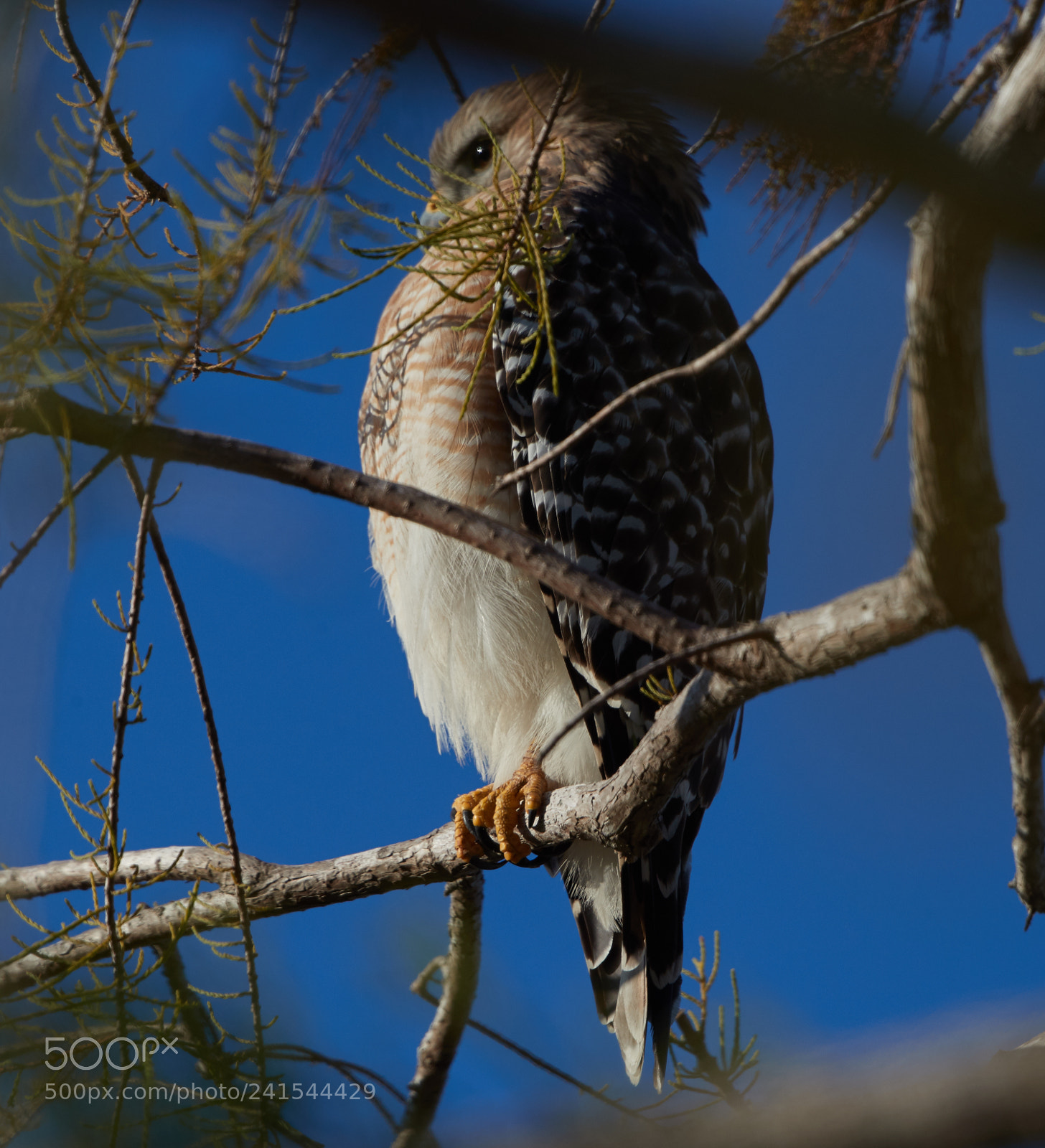 Canon EOS-1D X Mark II sample photo. 01-06-18-8291.jpg photography