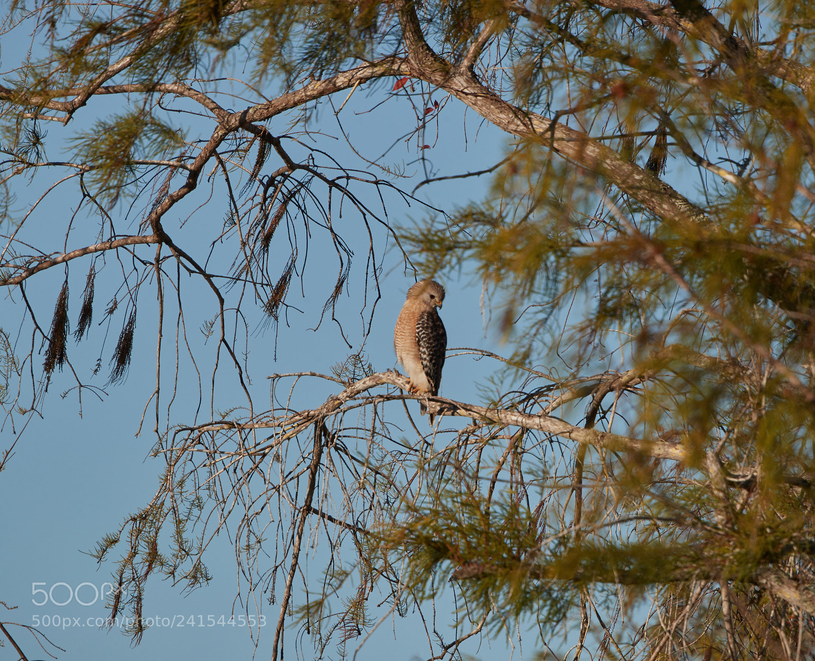 Canon EOS-1D X Mark II sample photo. 01-06-18-8305.jpg photography