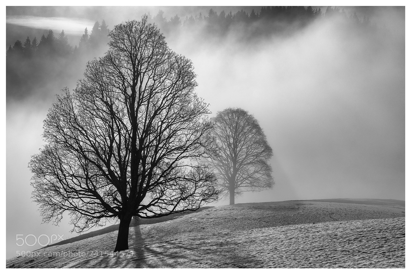 Sony a7 II sample photo. Baum im nebel photography