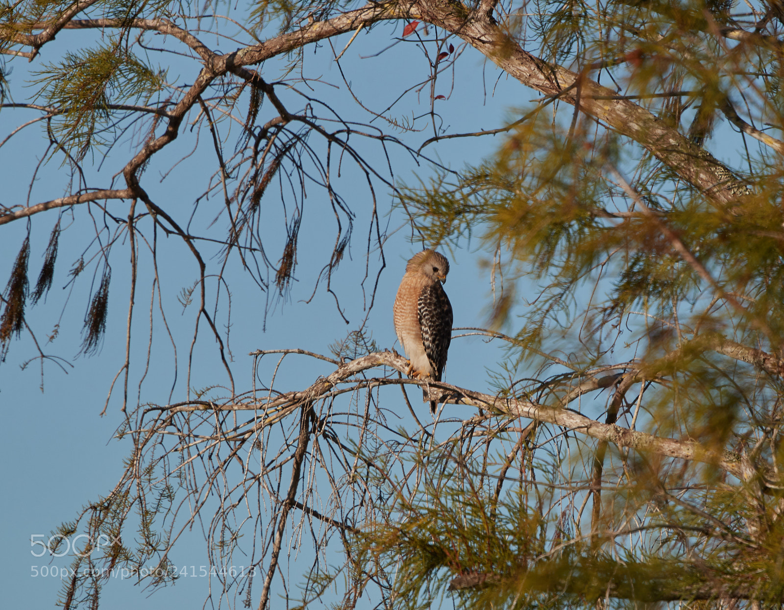 Canon EOS-1D X Mark II sample photo. 01-06-18-8306.jpg photography
