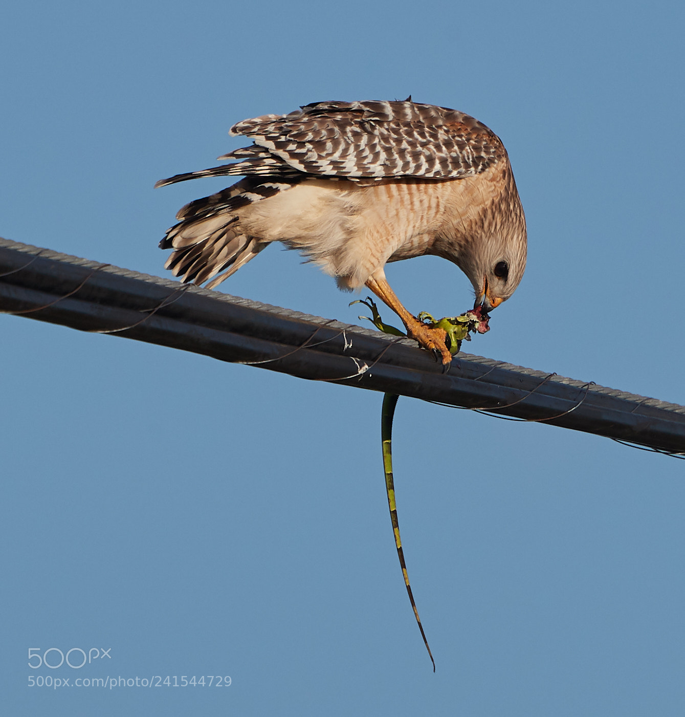 Canon EOS-1D X Mark II sample photo. 01-06-18-8342.jpg photography