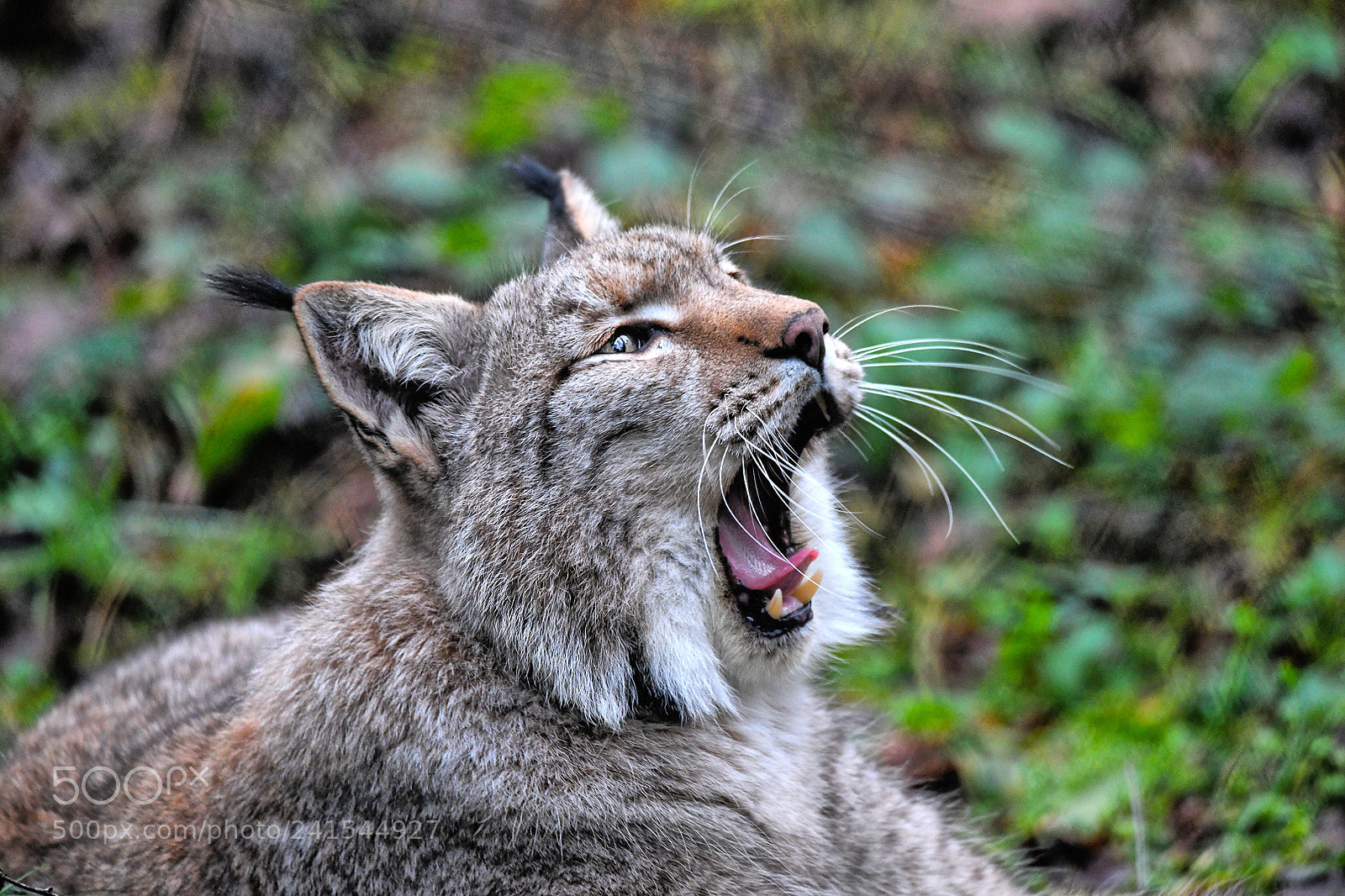 Nikon D850 sample photo. Lynx photography