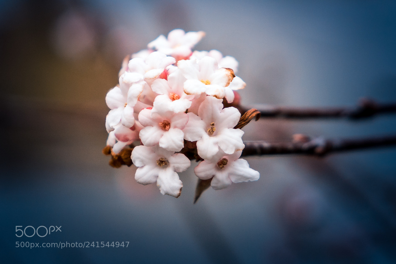 Samsung NX3000 sample photo. Resisting winter photography