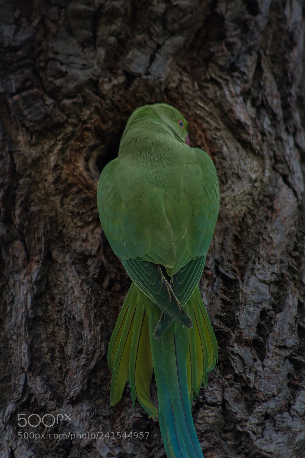 Canon EOS 650D (EOS Rebel T4i / EOS Kiss X6i) sample photo. Parrot. photography