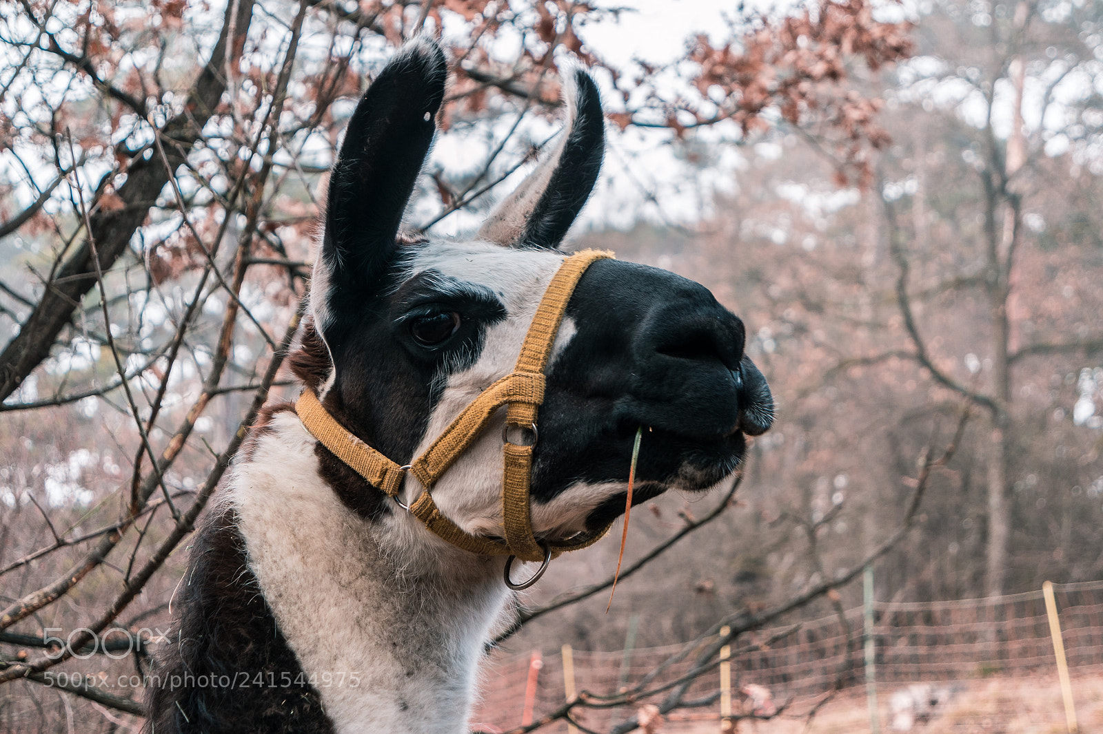 Samsung NX3000 sample photo. You really got me photography