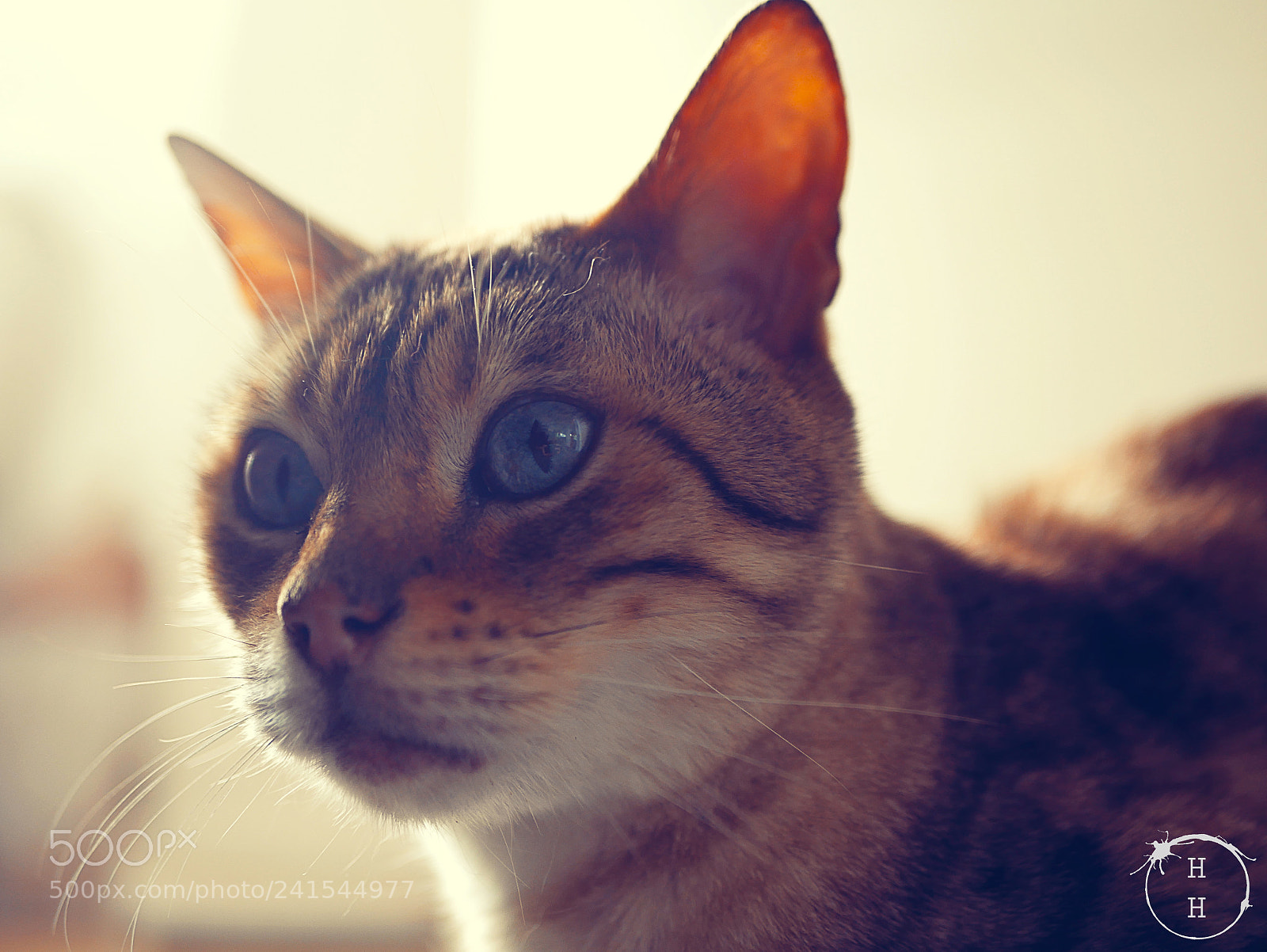 Panasonic Lumix DMC-G7 sample photo. Mao in sunlight photography