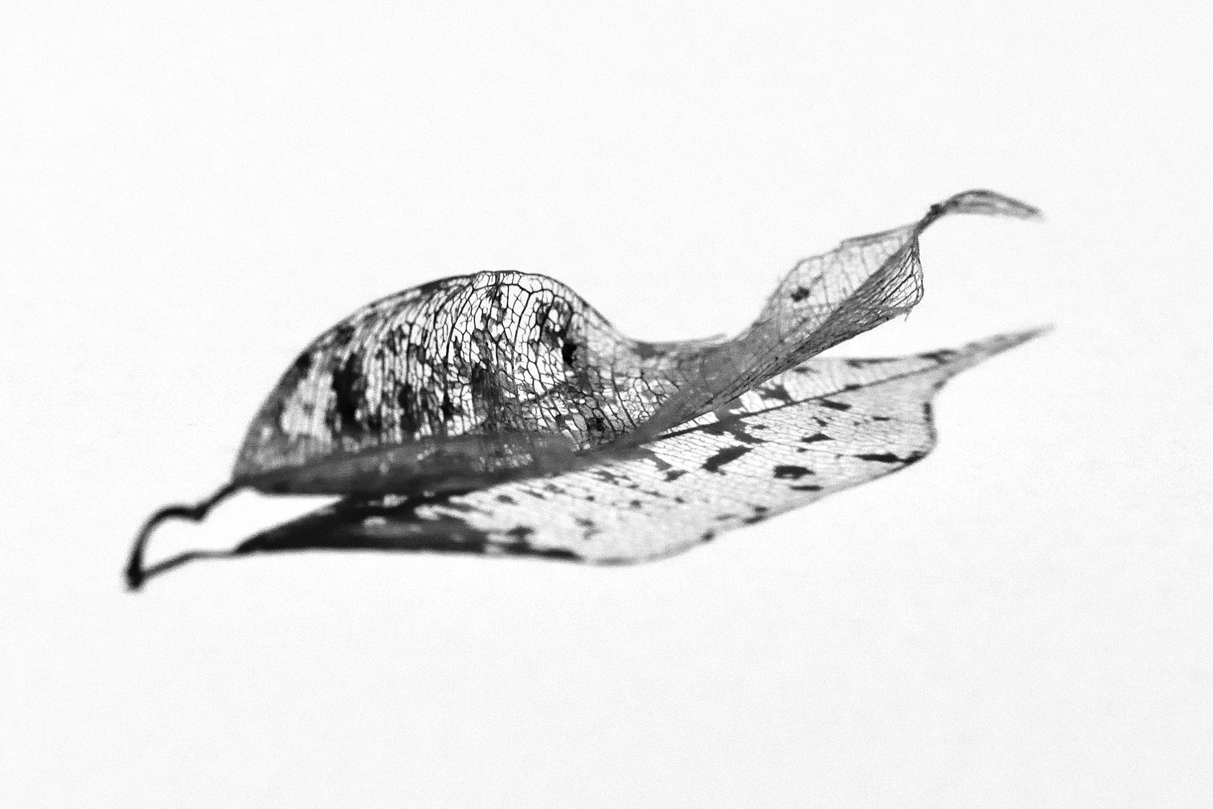 Nikon AF-S Micro-Nikkor 105mm F2.8G IF-ED VR sample photo. Shadow photography