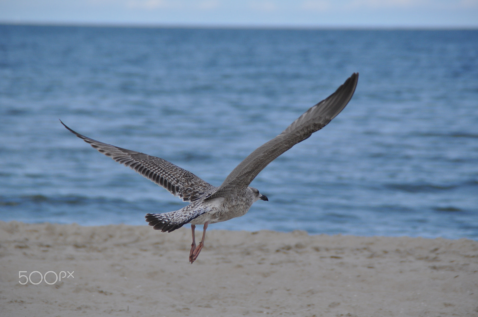 Nikon D5000 sample photo. Taking off photography