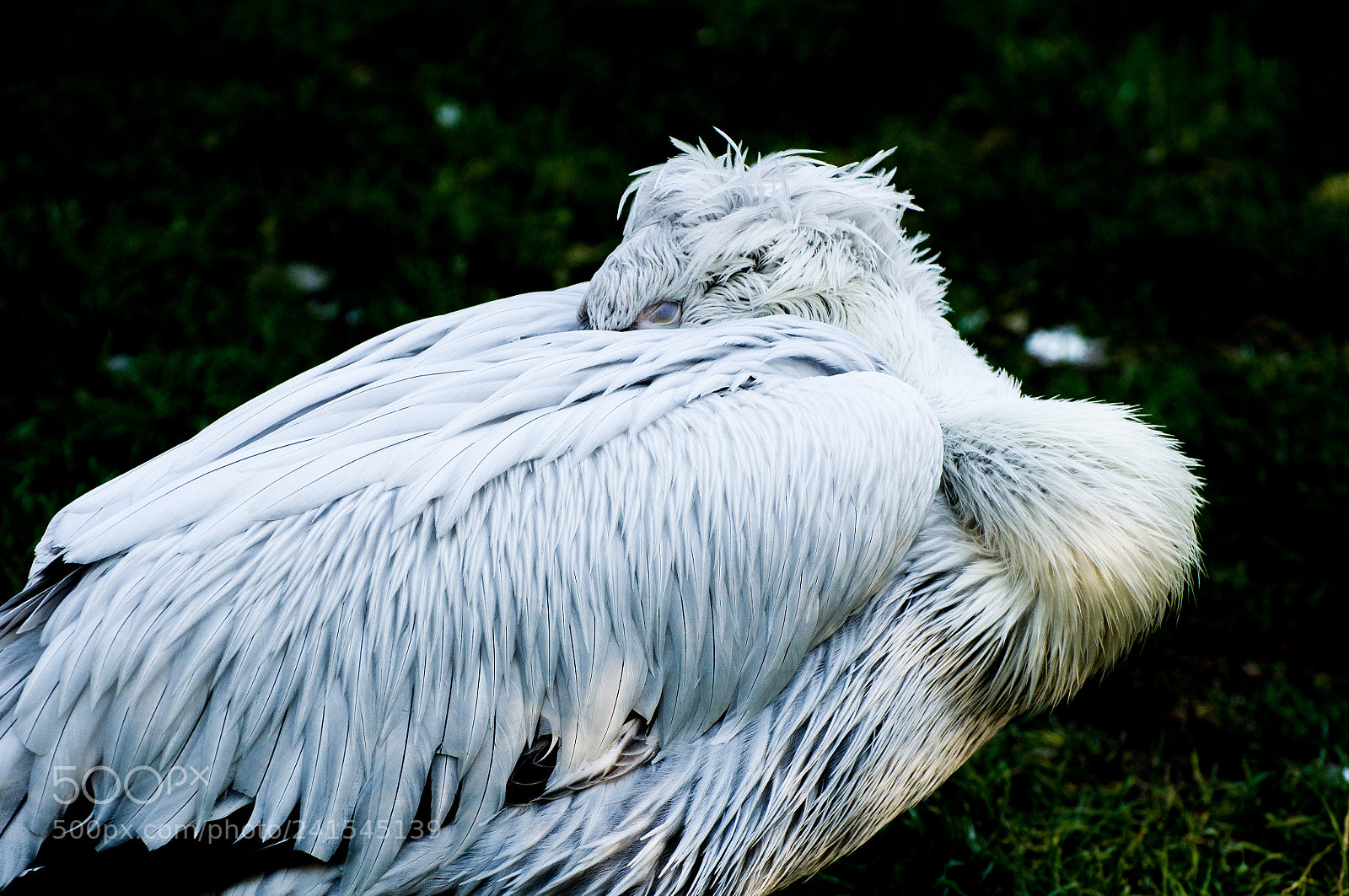 Nikon D90 sample photo. Sleeping time  photography