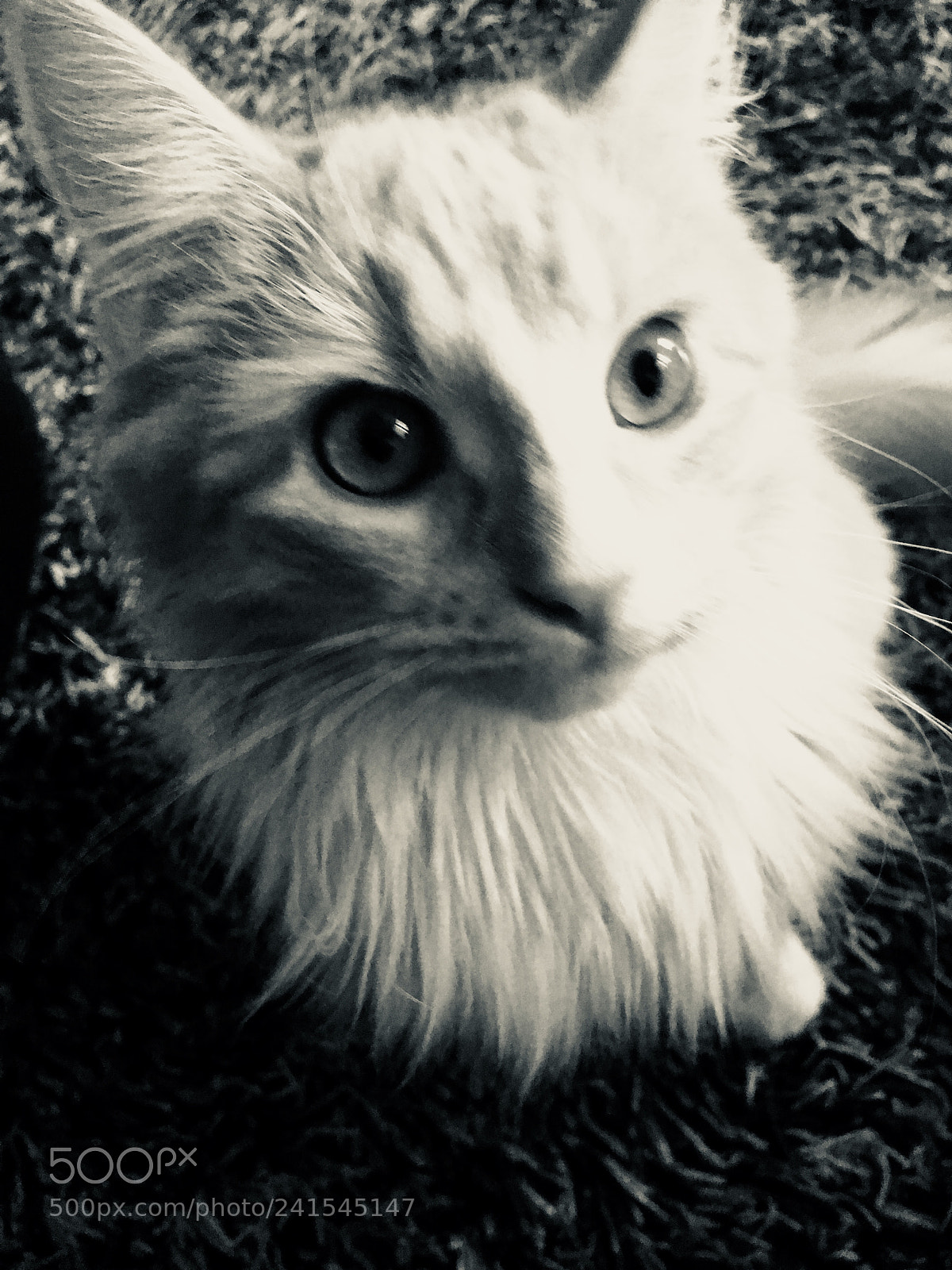 Apple iPhone 6s sample photo. Untitled photography