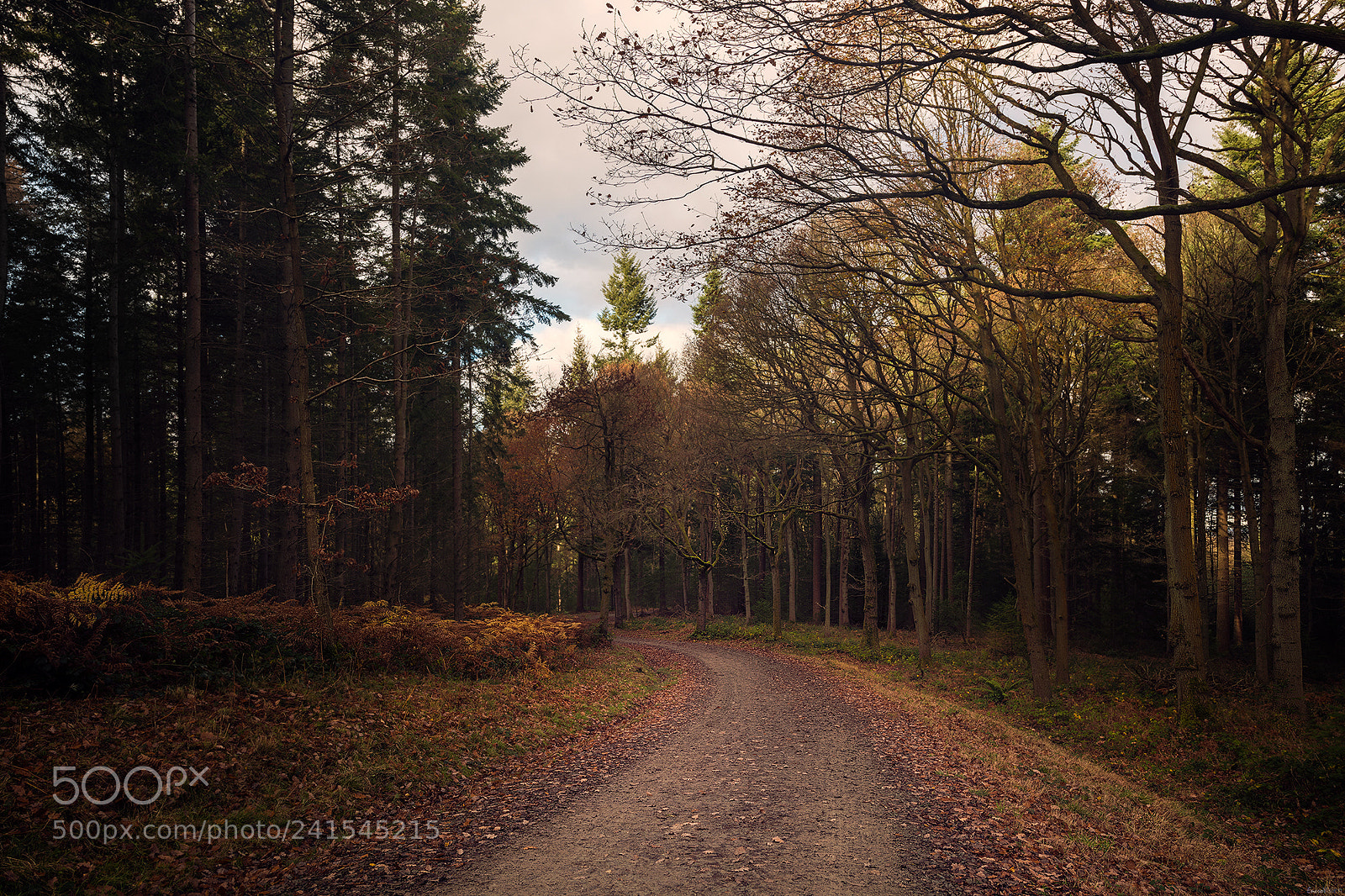 Nikon D850 sample photo. Wyre forest green route photography