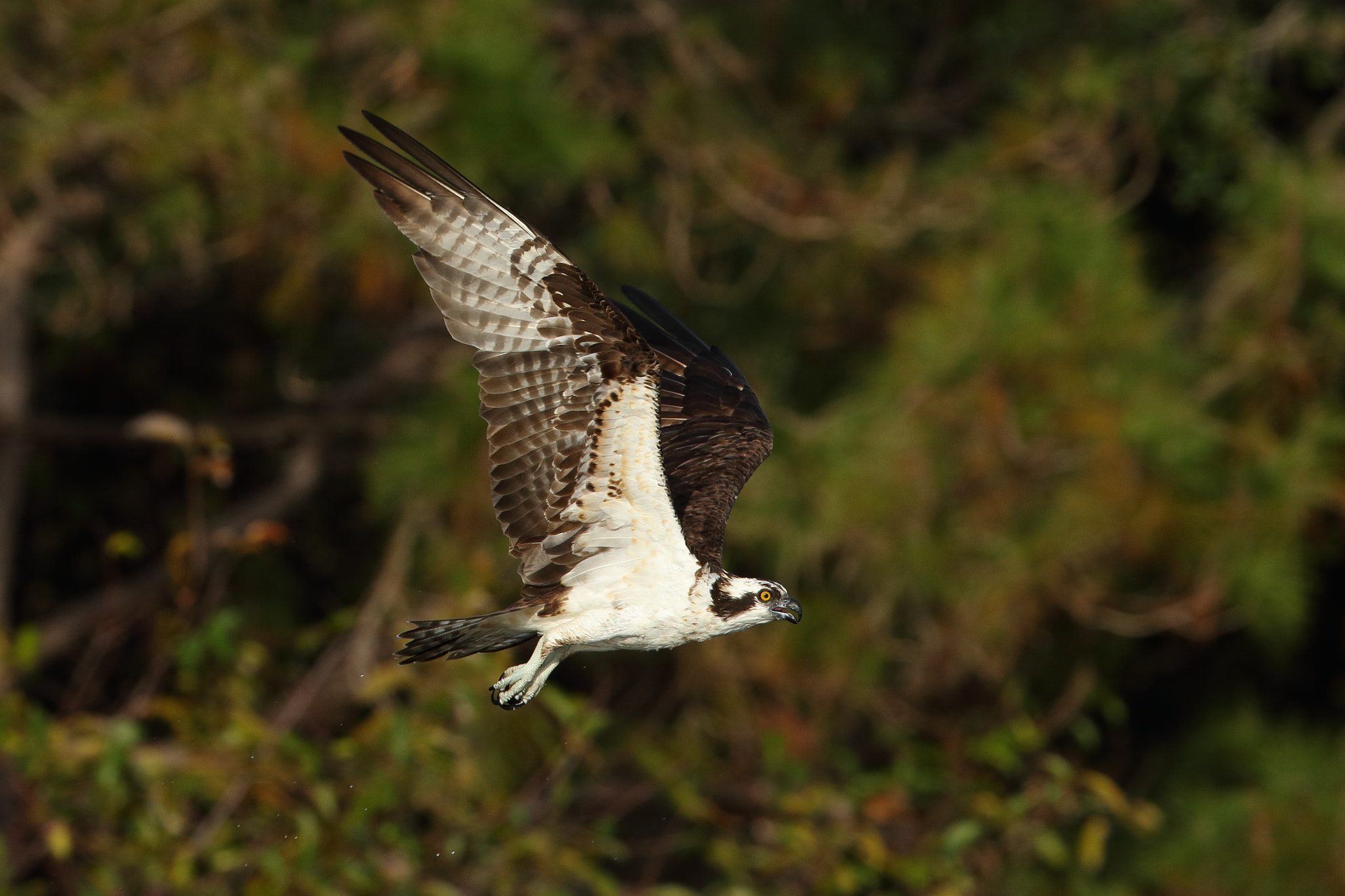 Canon EF 300mm F2.8L IS USM sample photo. Osprey (pandion haliaetus) photography