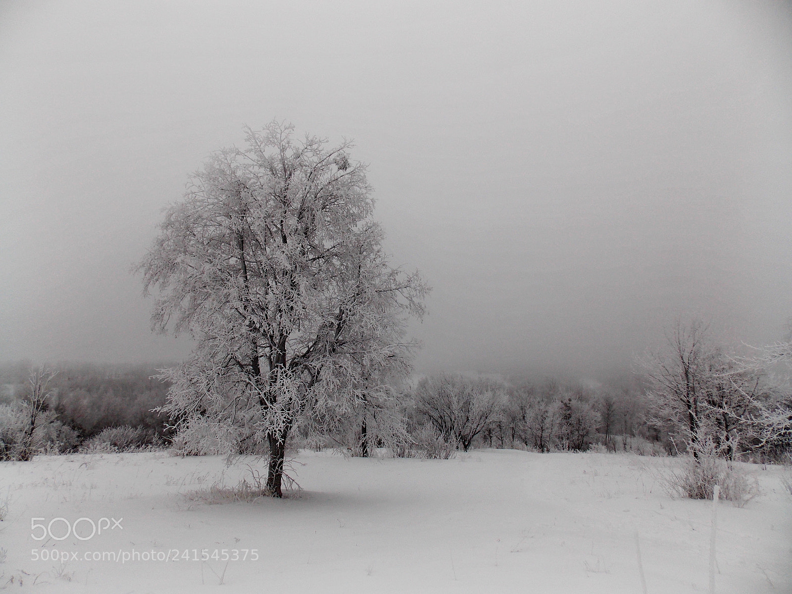Nikon Coolpix L810 sample photo. Wintertale photography