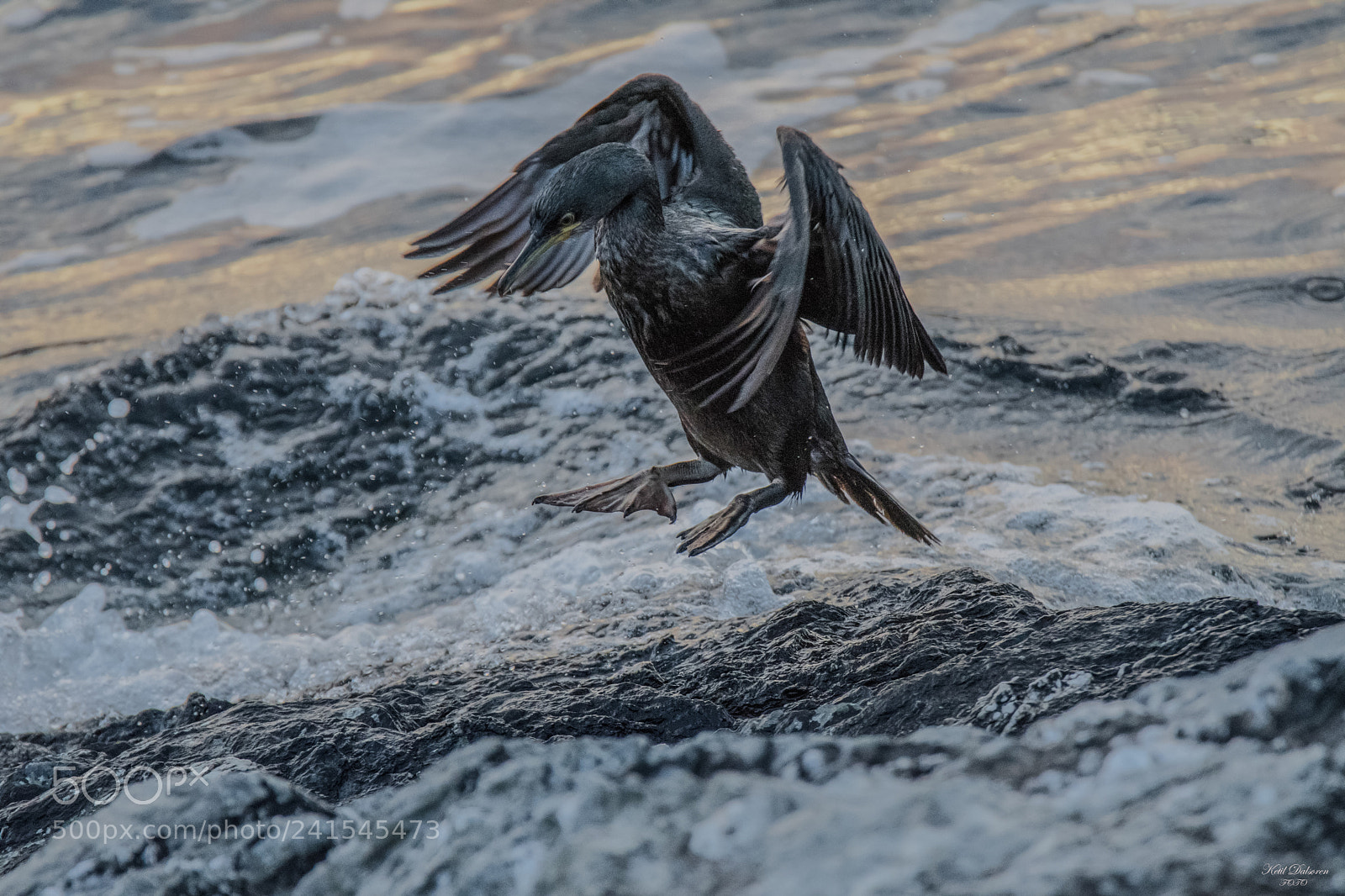 Nikon D500 sample photo. Cormorant  afraid of water photography