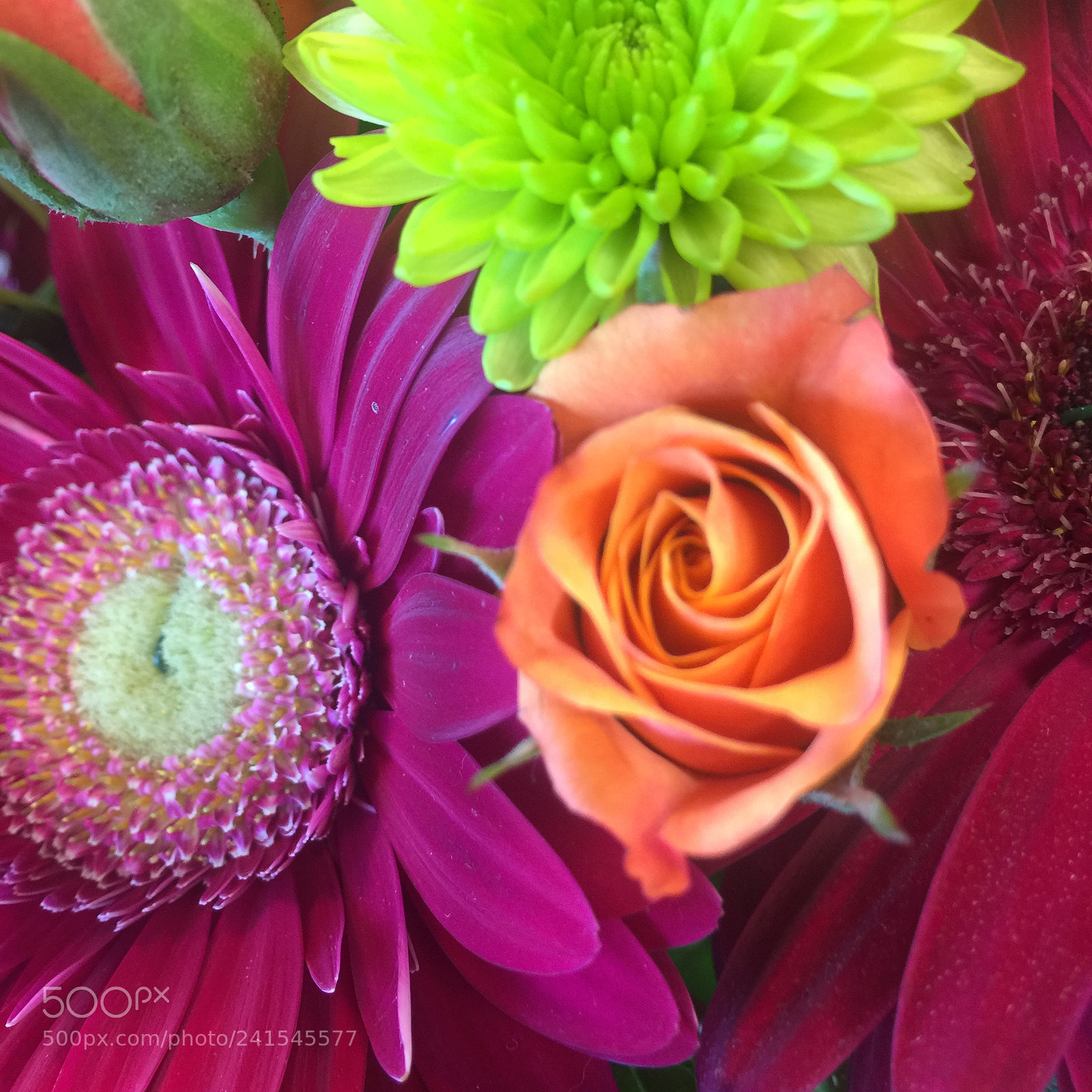 Apple iPhone 6 Plus sample photo. Img photography