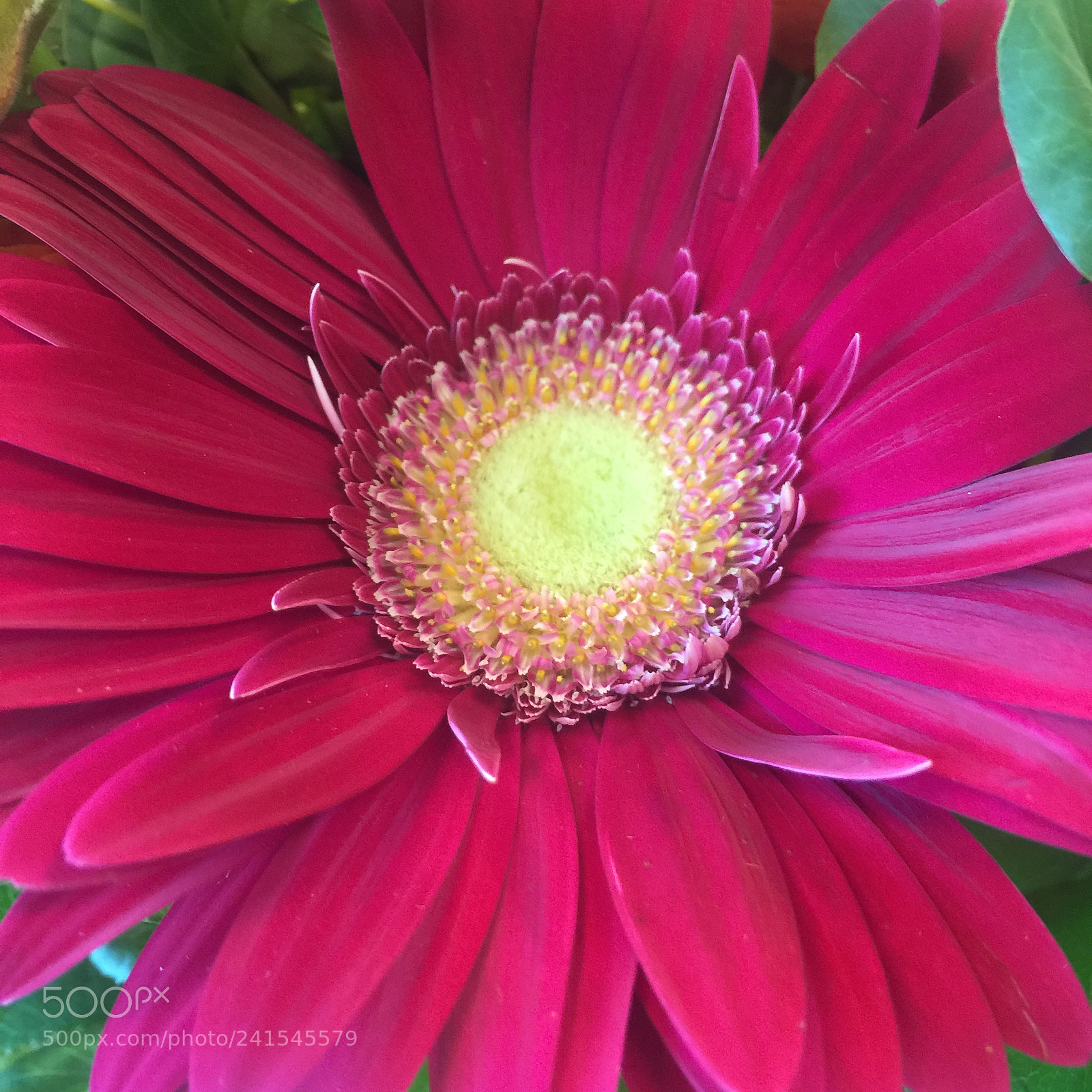Apple iPhone 6 Plus sample photo. Img photography