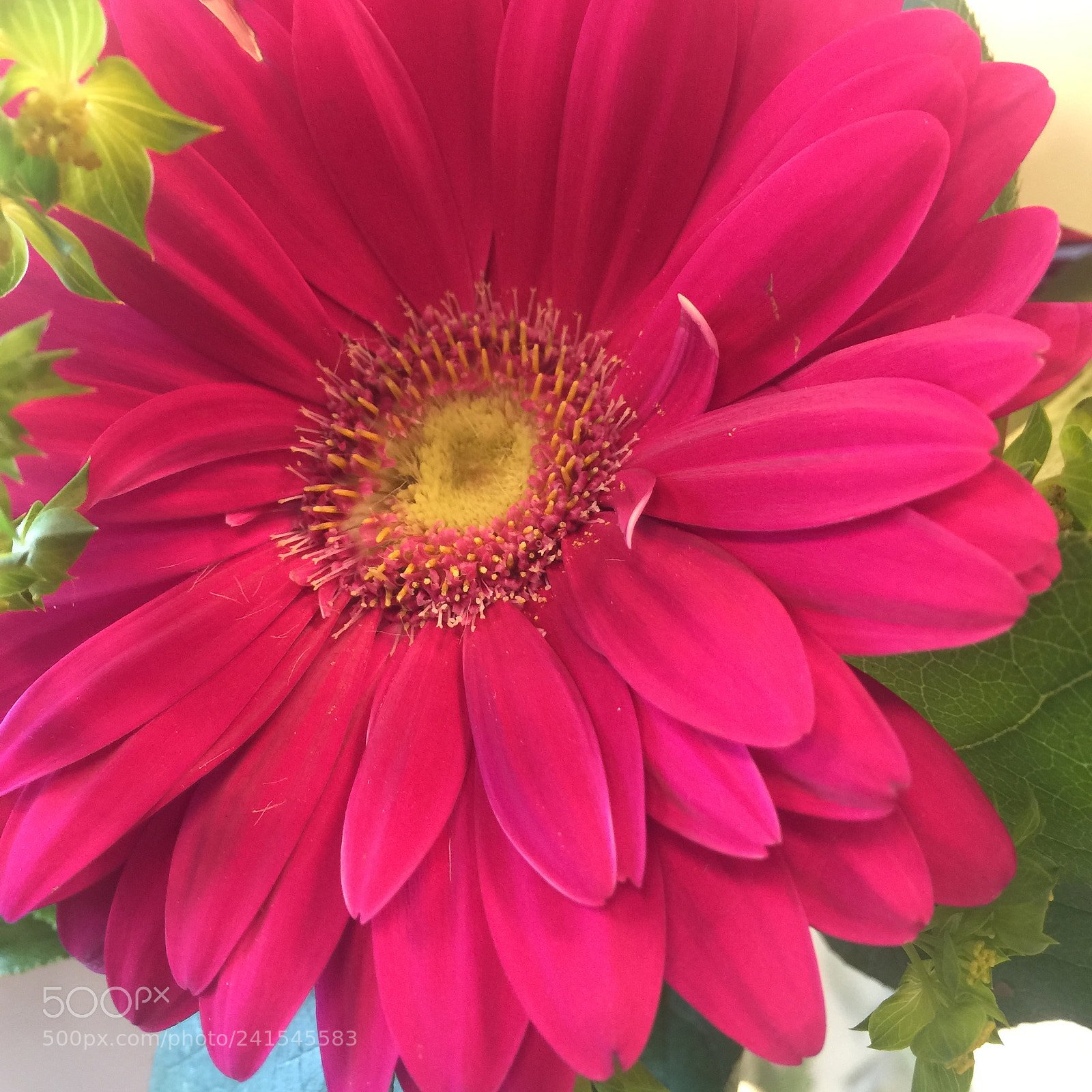 Apple iPhone 6 Plus sample photo. Img photography