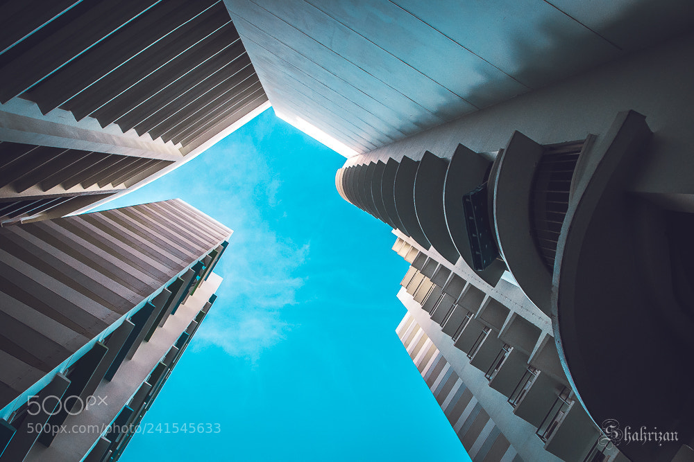 Nikon D500 sample photo. Towards the sky photography