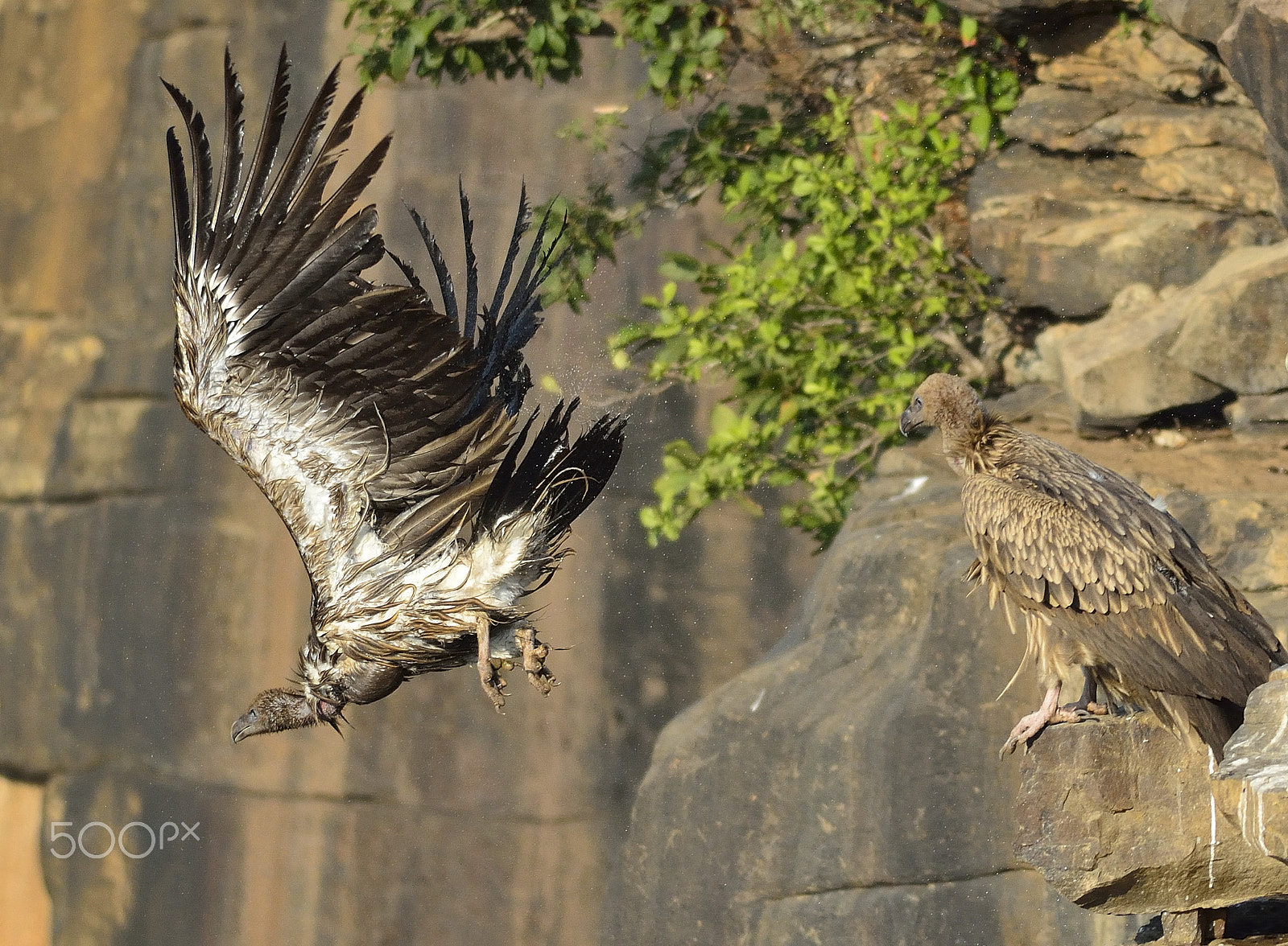 Nikon D5200 + Nikon AF-S Nikkor 300mm F4D ED-IF sample photo. Thats how you jump off the cliff! photography