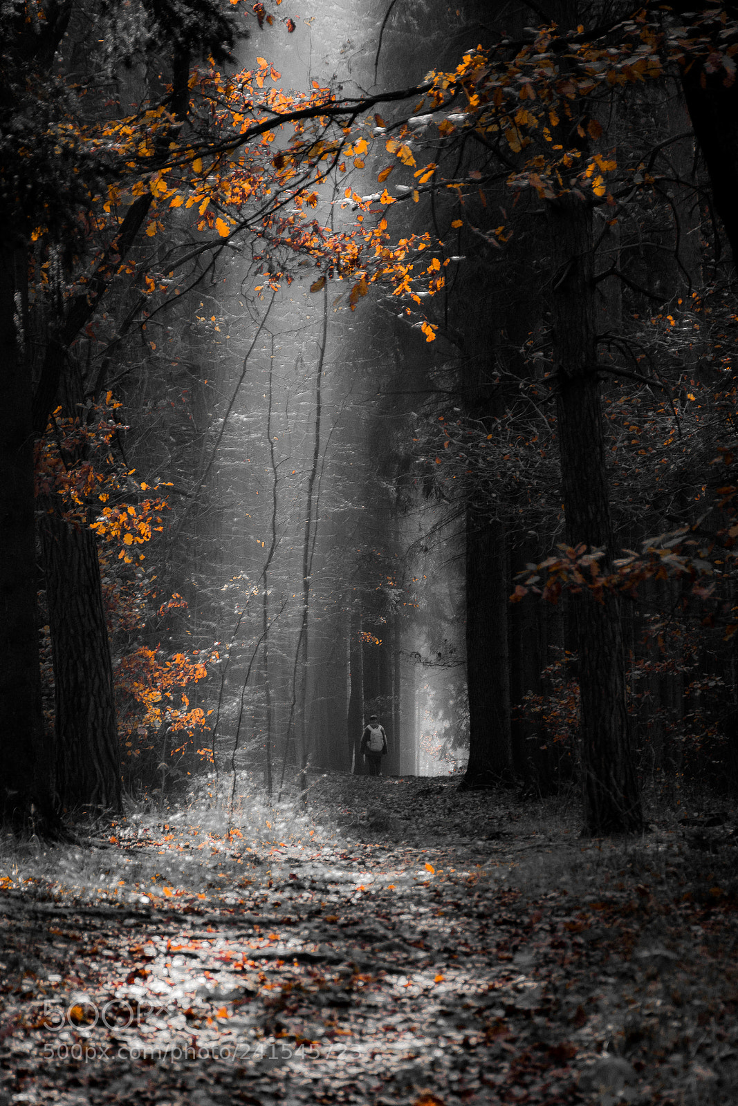 Nikon D7100 sample photo. Autumn walk photography