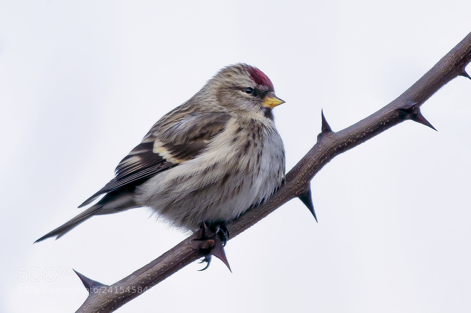 Pentax K-3 sample photo. Common redpoll photography