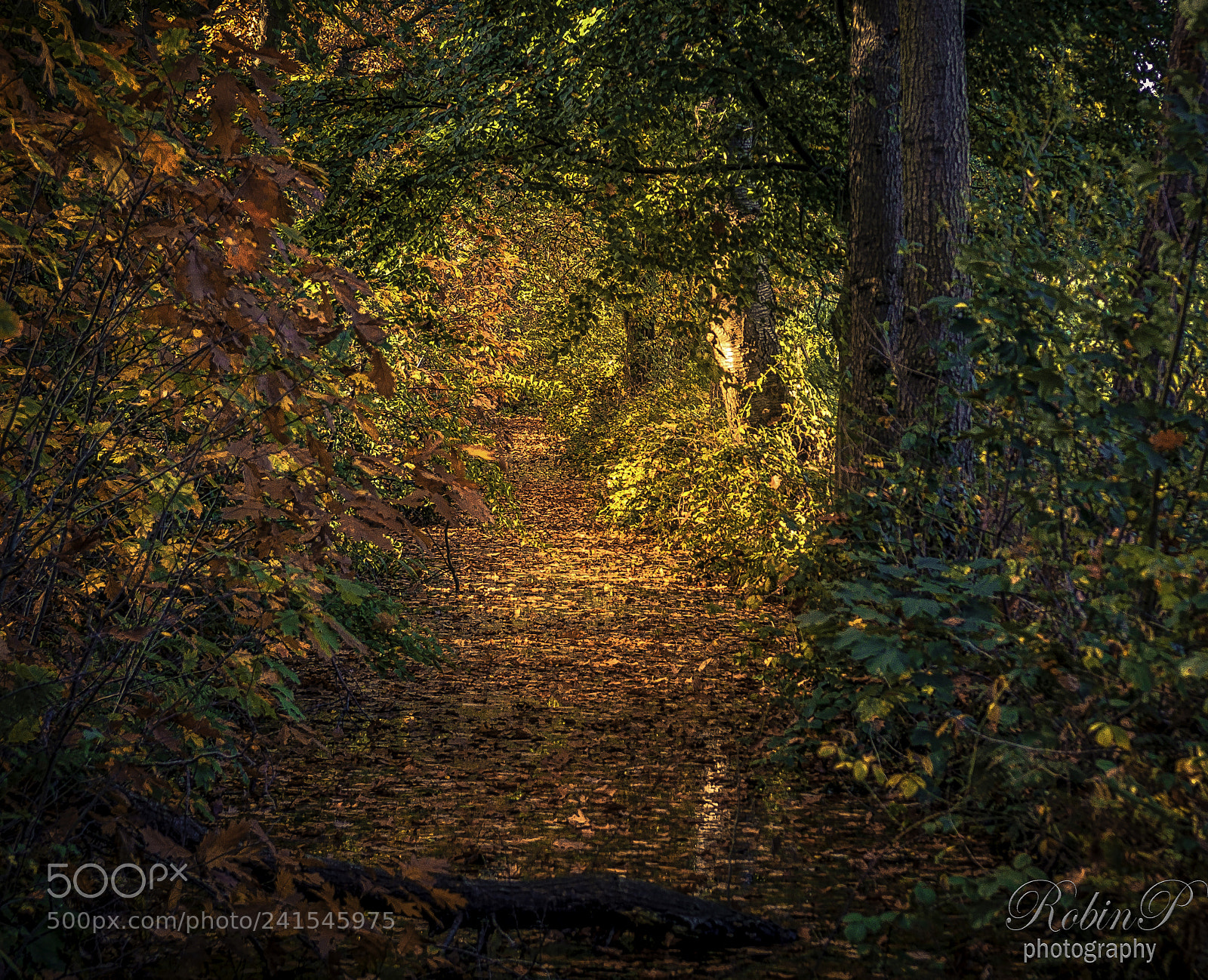 Nikon D5000 sample photo. It's not a path. photography