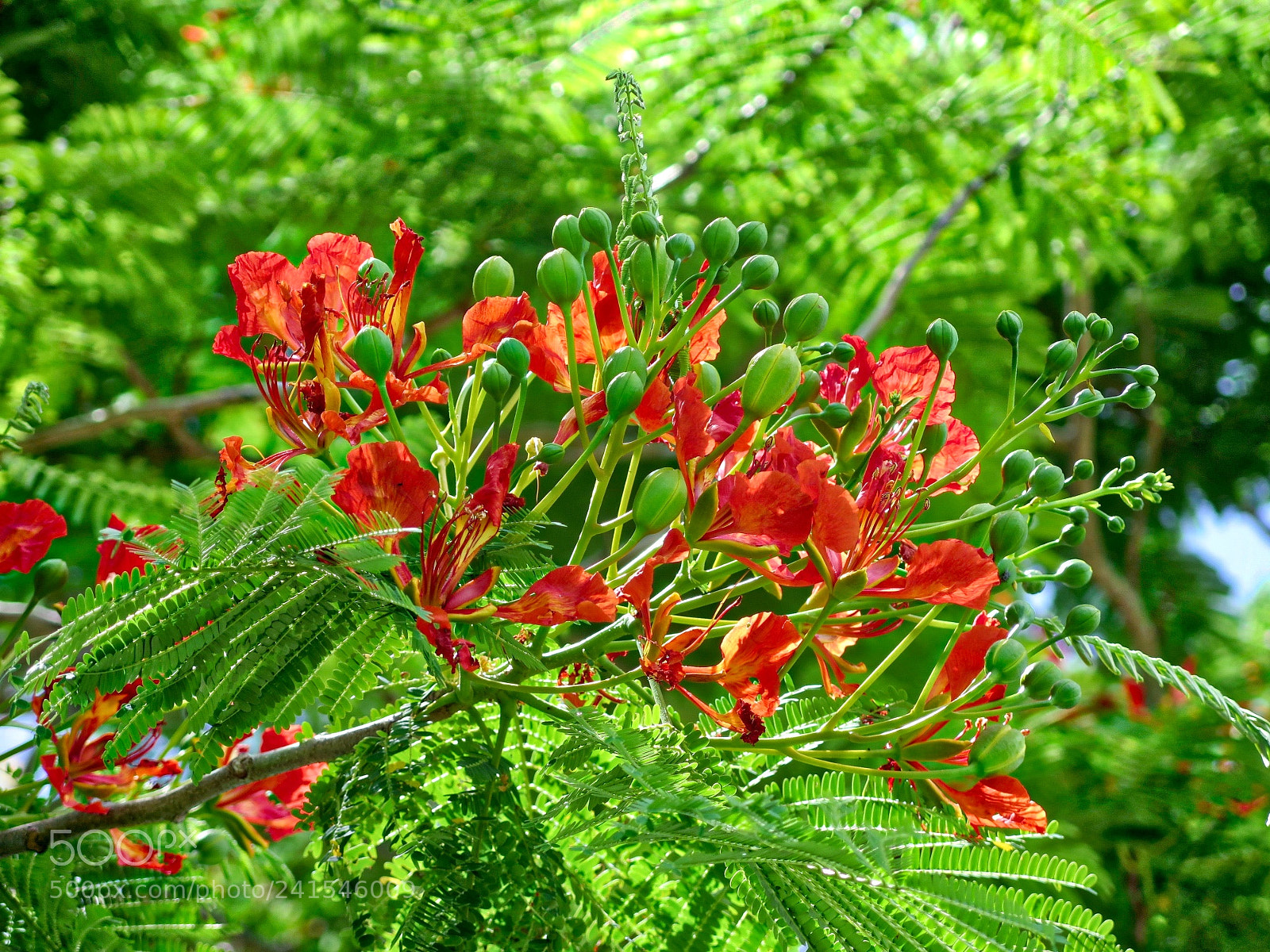 Canon PowerShot G16 sample photo. Fire red photography