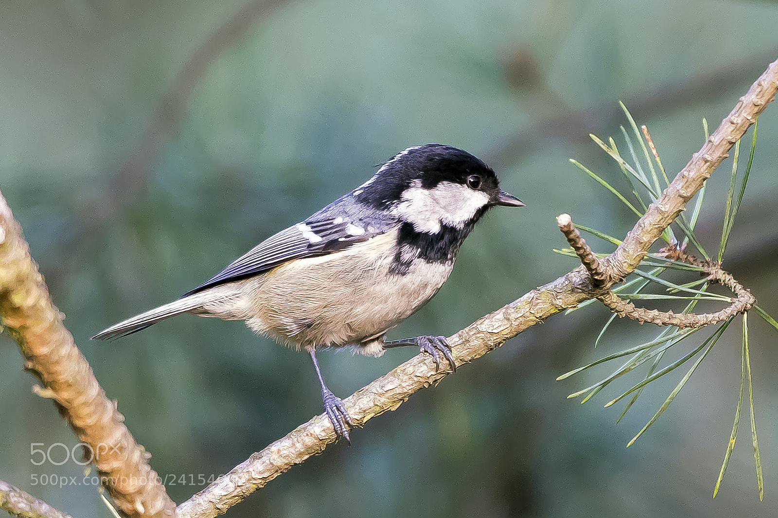 Pentax K-3 sample photo. Coal tit photography