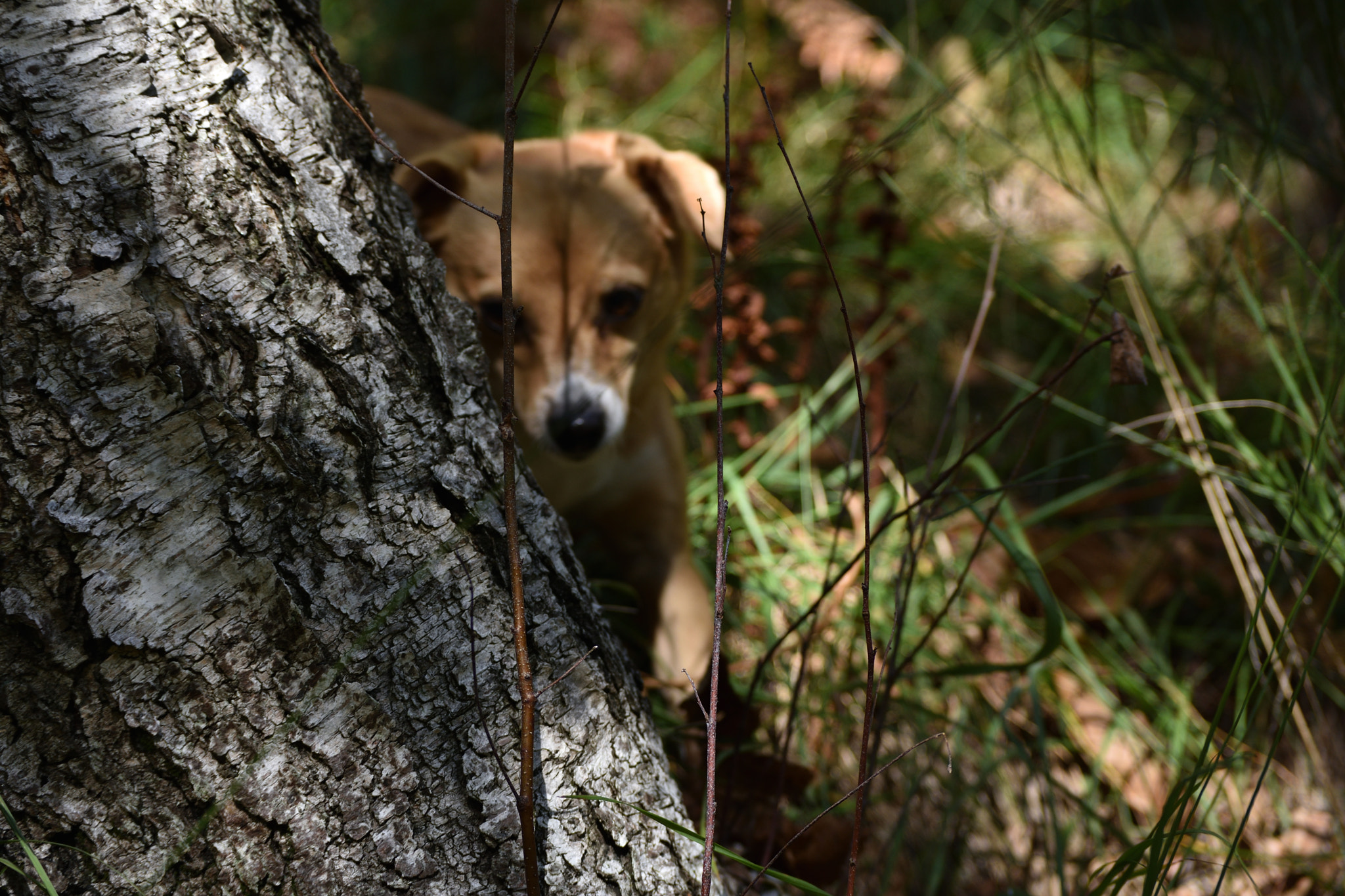 Nikon D3400 sample photo. Dog as a tiger (pt.1) photography