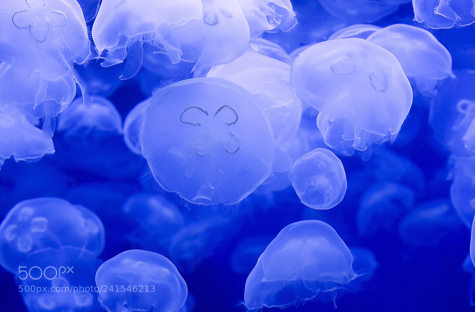 Nikon D800 sample photo. Blue  jelly fish photography