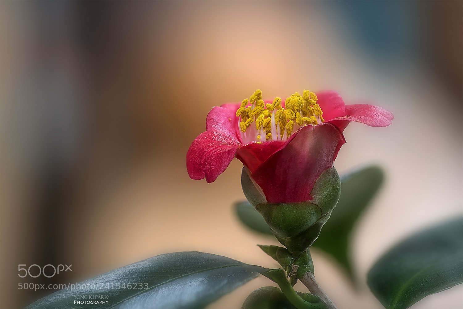 Pentax K-1 sample photo. Blooming in the winter-2 photography