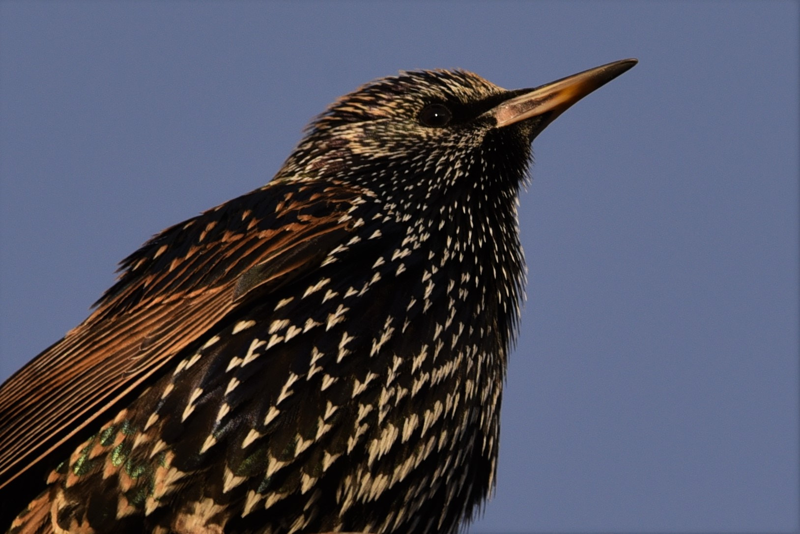 Nikon AF-S Nikkor 200-500mm F5.6E ED VR sample photo. Starling photography