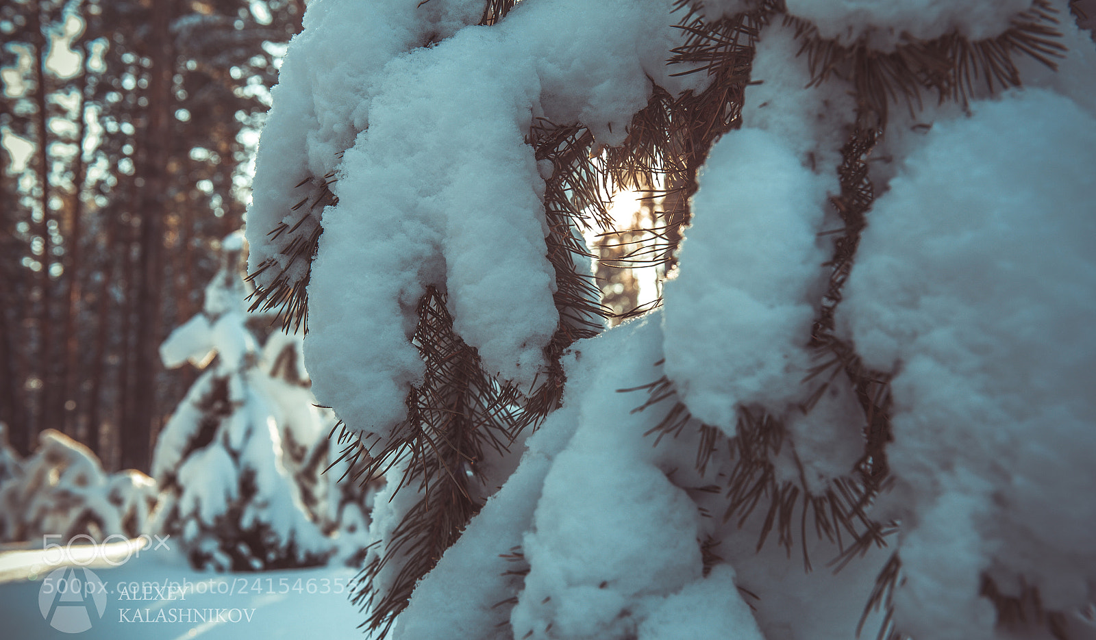Nikon D700 sample photo. Snow photography
