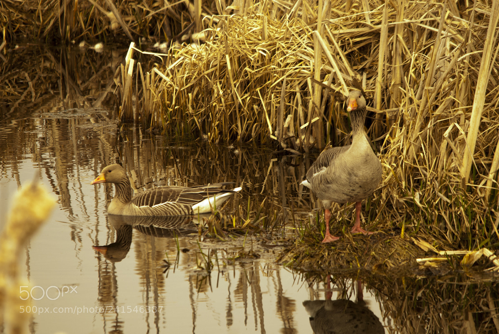 Nikon D200 sample photo. Greylag geese anser a photography