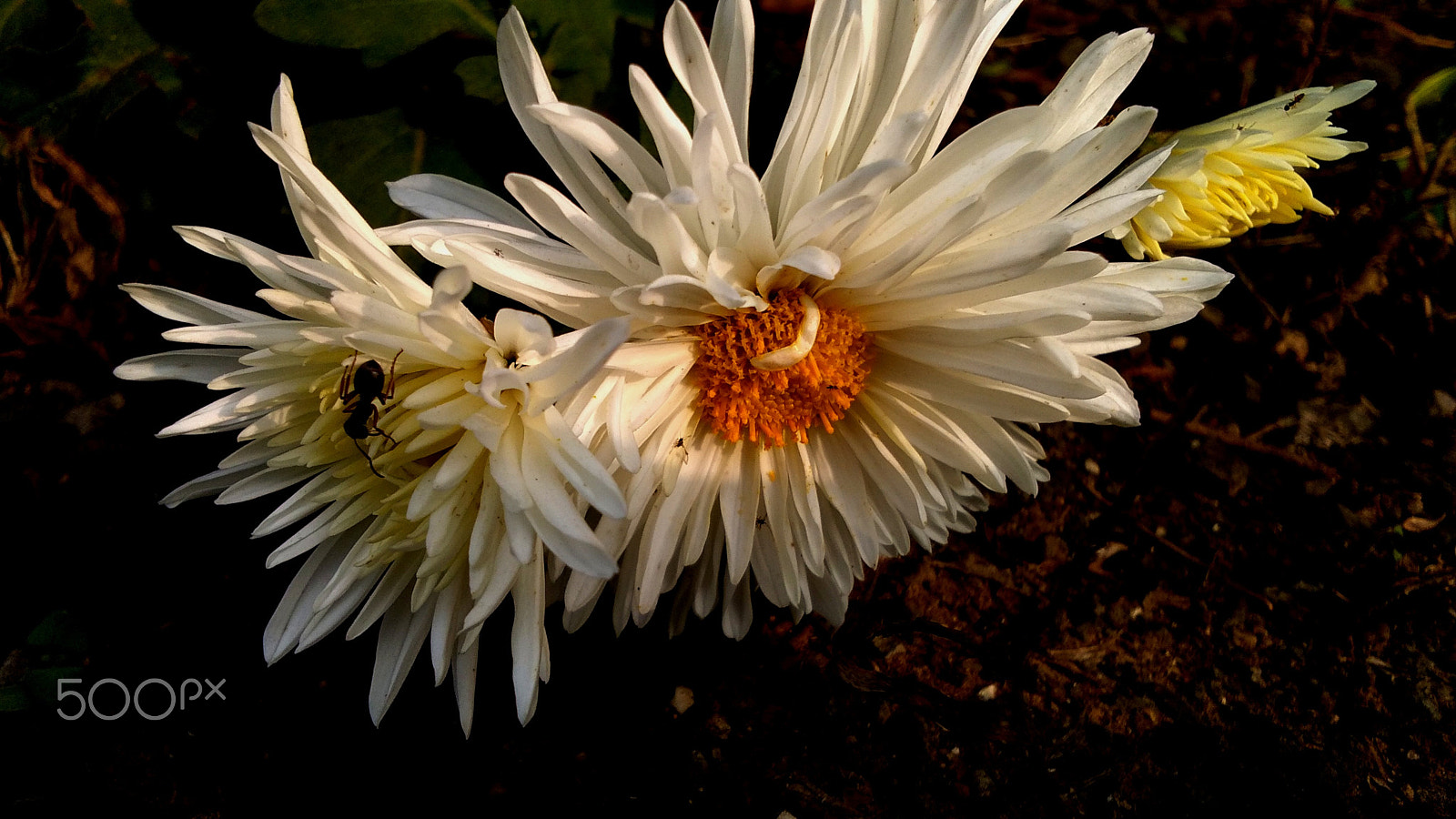 vivo Y53 sample photo. White flowers photography