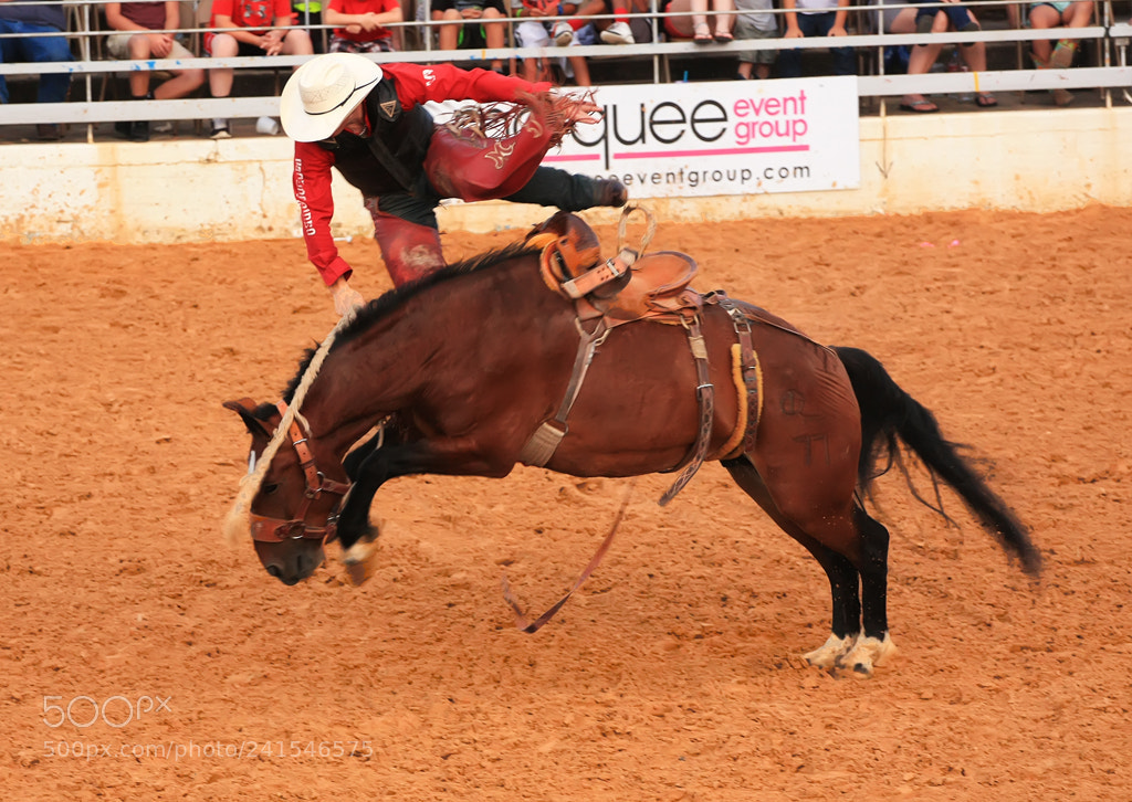Canon EOS 450D (EOS Rebel XSi / EOS Kiss X2) sample photo. Saddle bronc rider is photography